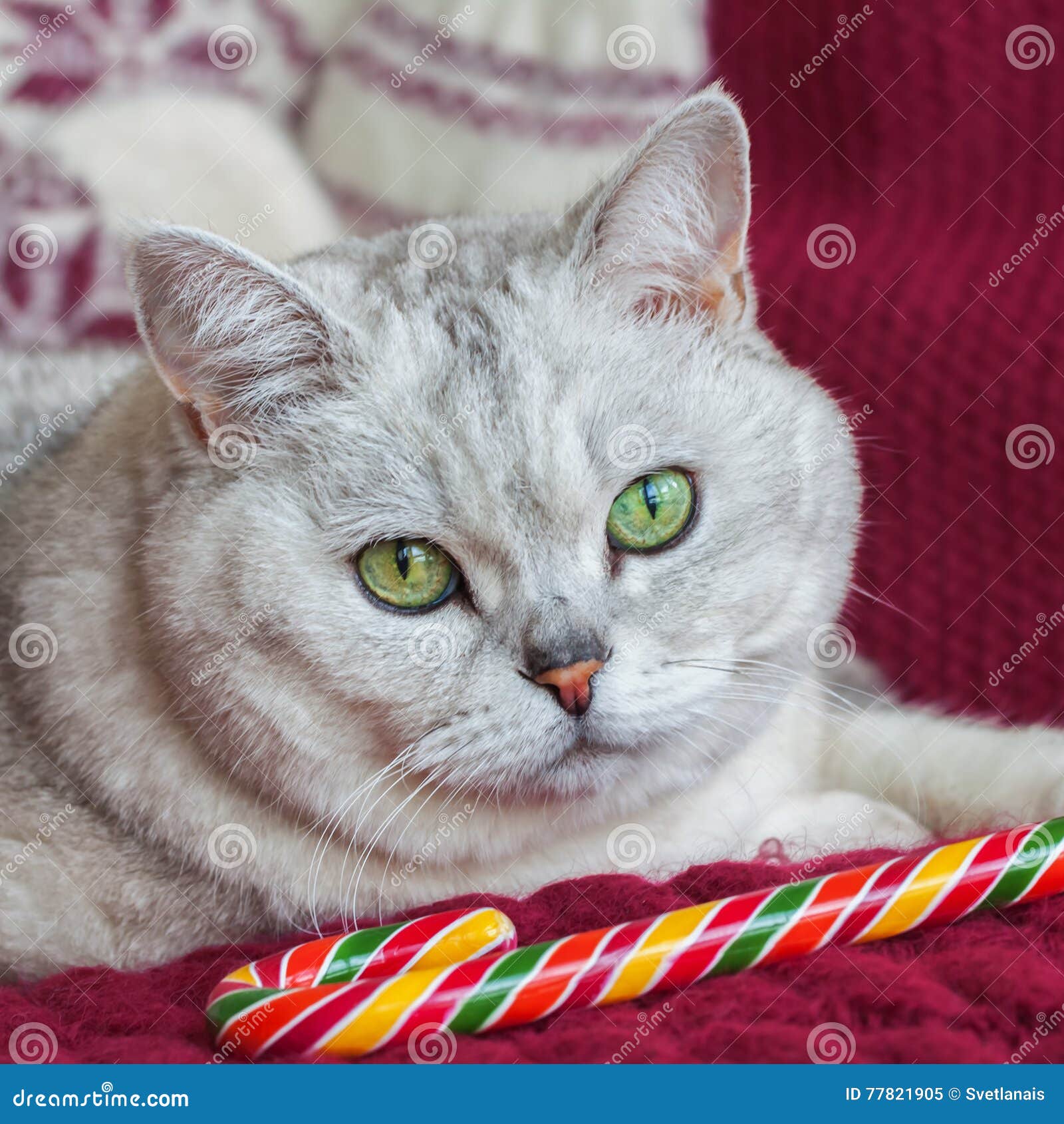 Portrait D Un Chat Gris Clair Avec De Beaux Yeux Sur Un Fond Rouge Avec Mitaines Tricotees Avec La Sucrerie De Noel Image Stock Image Du Chat Mignon Portrait D Un Chat Gris Clair Avec De Beaux Yeux Sur Un Fond Rouge Avec Mitaines Tricotees Avec La Sucrerie De Noel Image Stock Image Du Chat Mignon