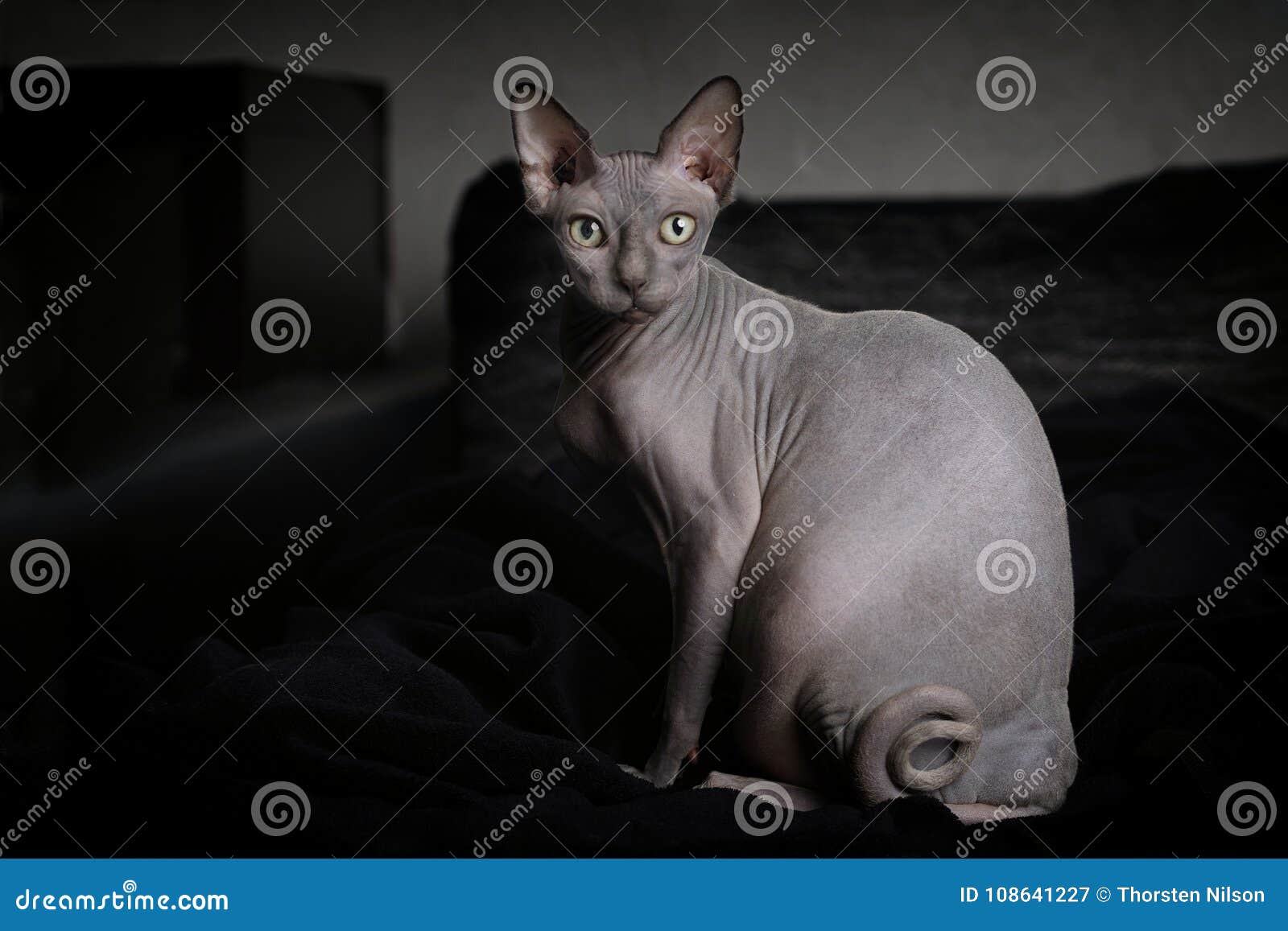 Portrait D Un Chat Gris De Sphynx Image Stock Image Du Animal Visage