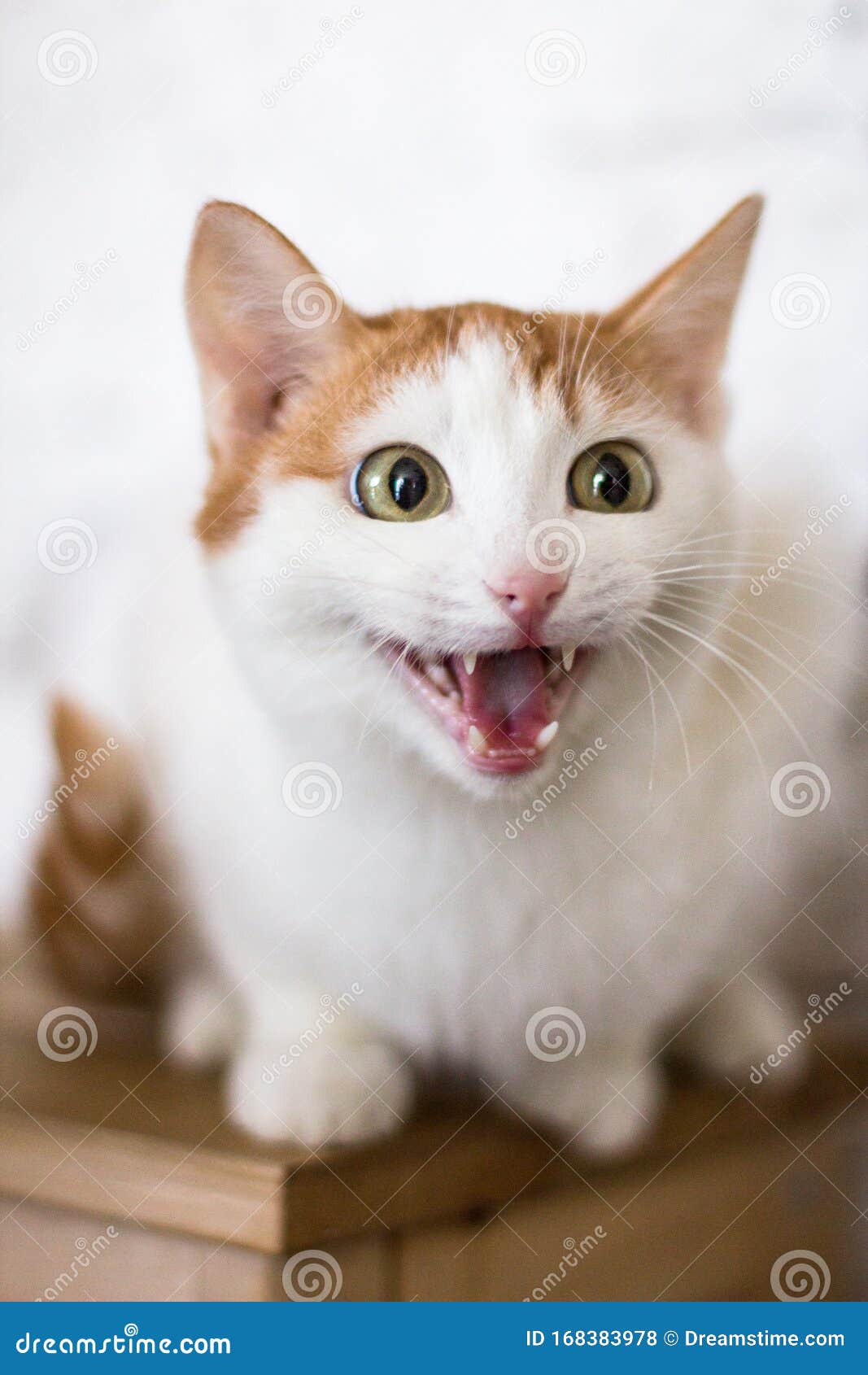 Portrait D Un Chat Qui Chante Photo Stock Image Du Minou Isolement Portrait D Un Chat Qui Chante Photo Stock Image Du Minou Isolement