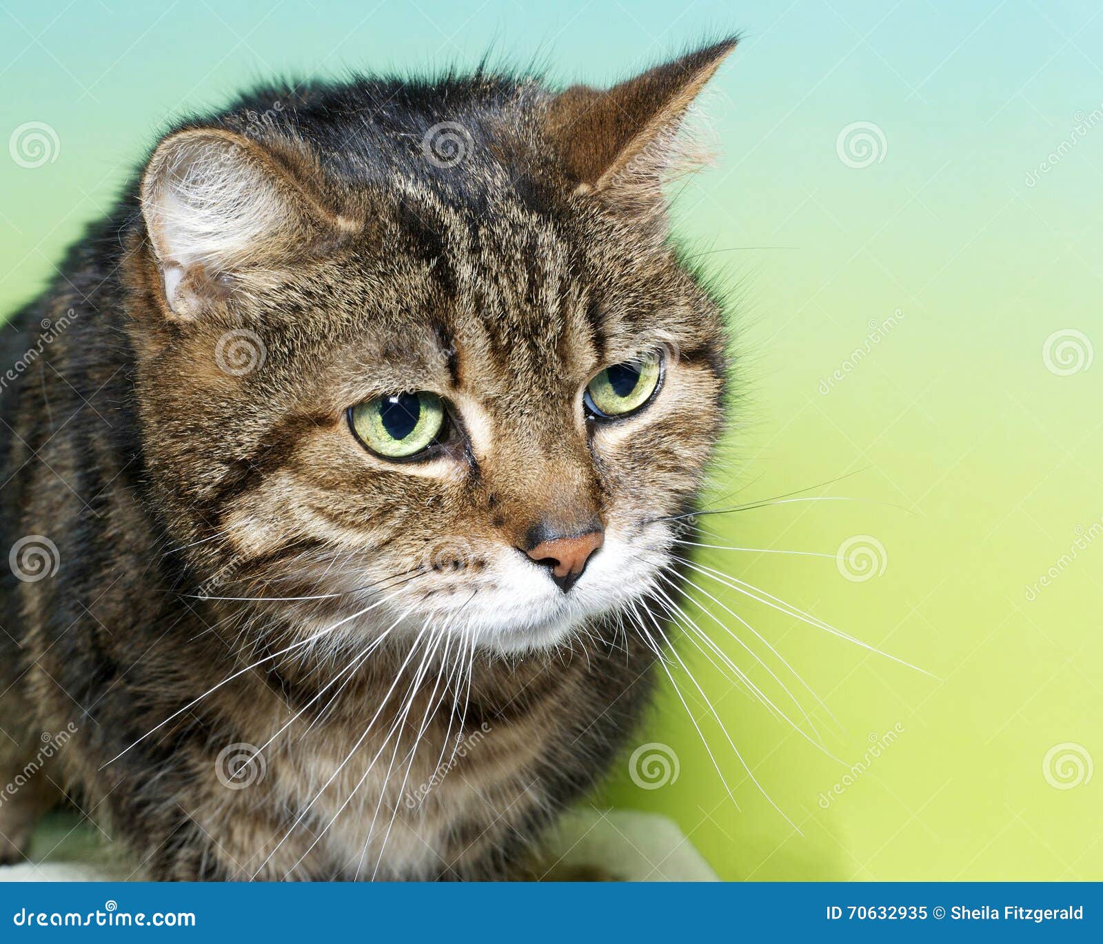 Portrait D Un Chat Tigre Noir Et Blanc Brun Avec Les Yeux Verts Image Stock Image Du Fond Visage Portrait D Un Chat Tigre Noir Et Blanc Brun Avec Les Yeux Verts Image Stock Image Du Fond Visage