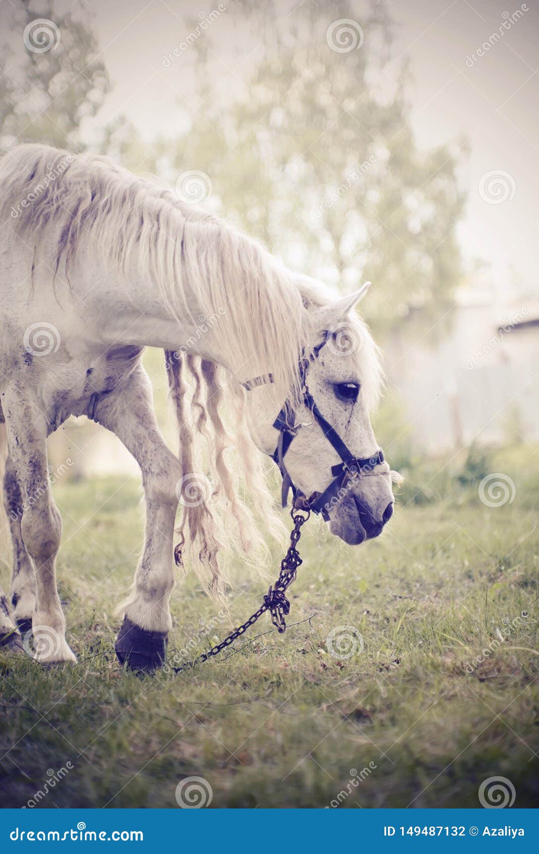 Portrait d'un cheval blanc avec un long p?turage de crini?re. Portrait of a white horse with a long mane grazing in the pasture