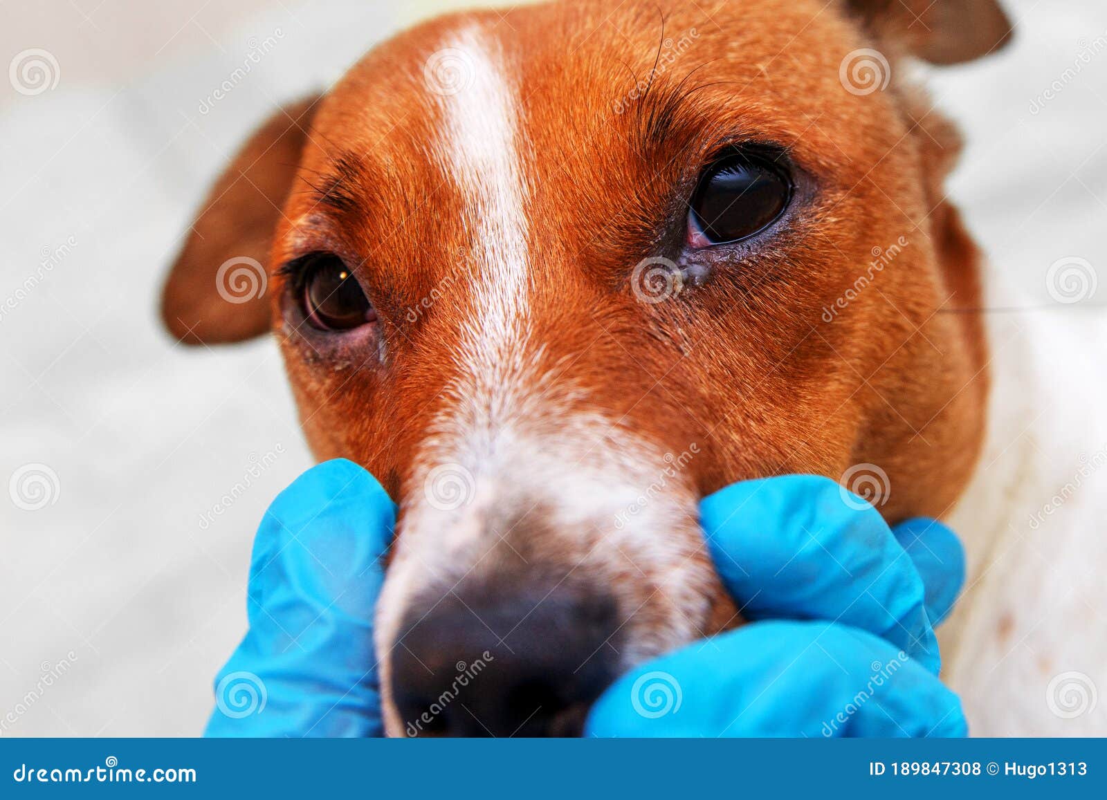 Portrait D'un Chien Avec La Conjonctivite De Problème Oculaire ...