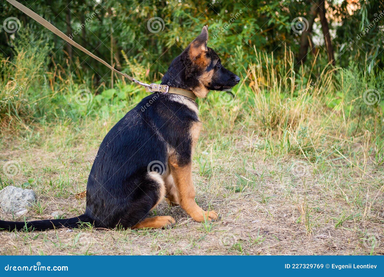 Portrait D Un Chiot Berger Allemand Image Stock Image Du Fond Vert