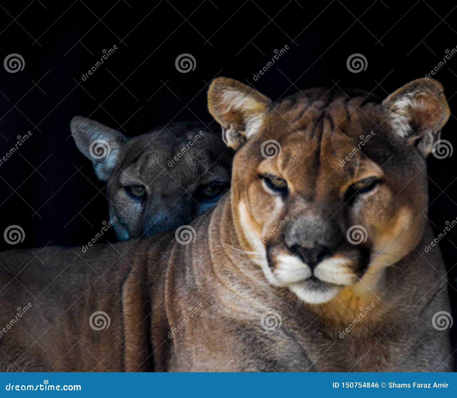 puma afrique du sud