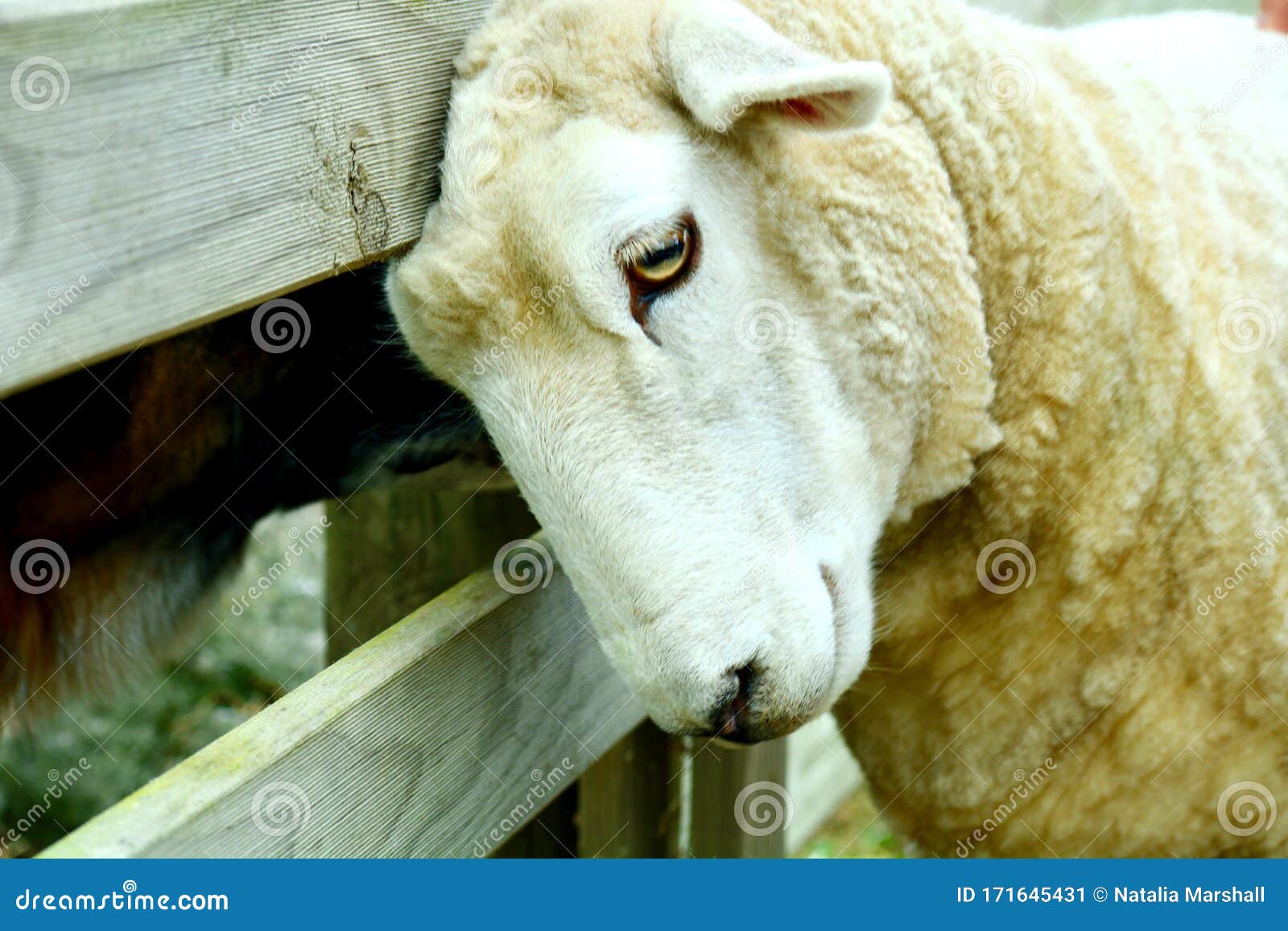 Portrait D Un Mouton Apres Coupe De Cheveux L Animal Qui A Ete Mis En Bouteille Comme Un Bebe Qui N A Pas Peur Des Gens Et A Ete Image Stock Image Du Paturage