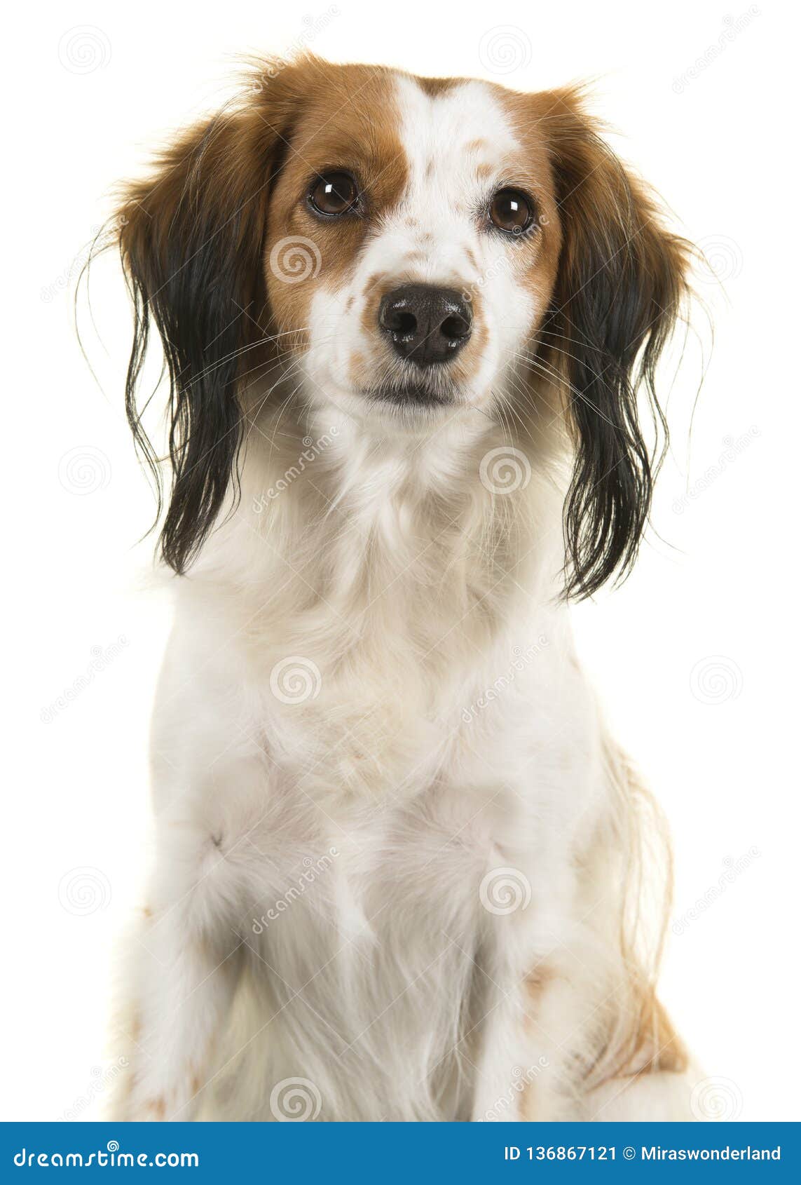 Portrait Dun Petit Chien Néerlandais Mignon Doiseaux