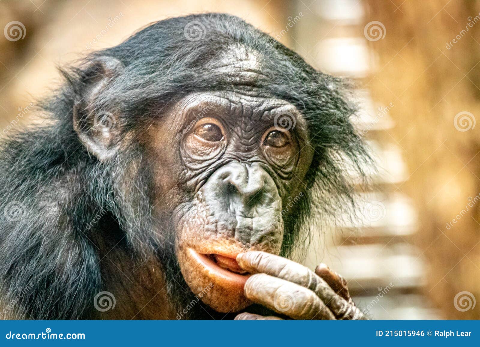 Portrait D'un Singe Bonobo Sur Fond Doré Photo stock - Image du