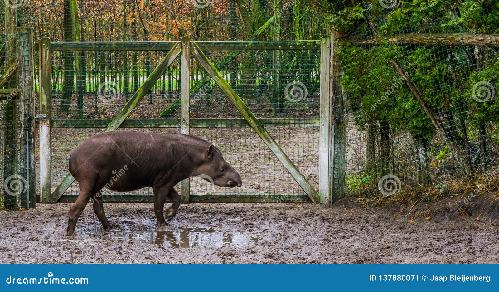 Lhippo damerique