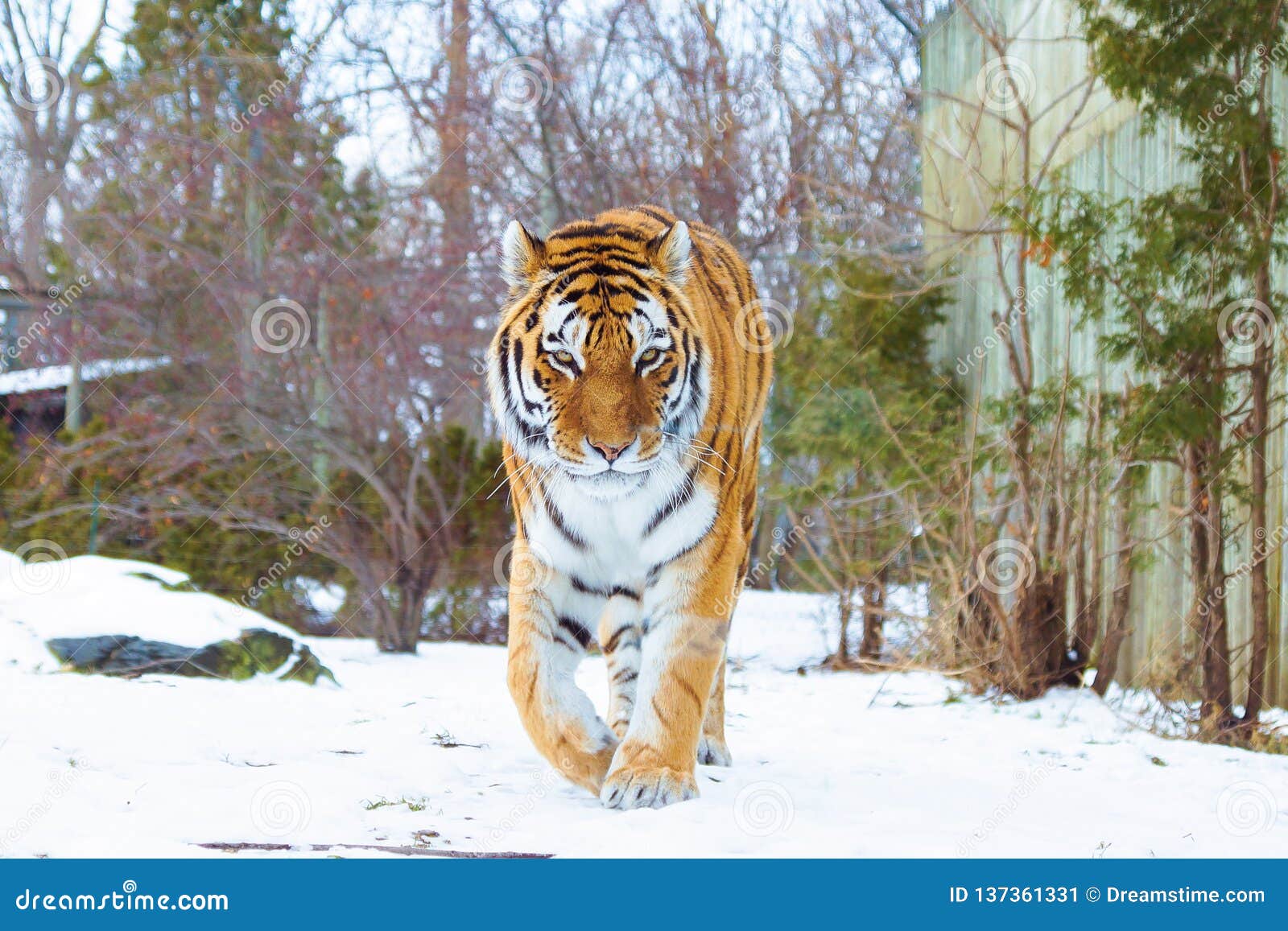 Portrait D Un Tigre Dans La Neige Image Stock Image Du Blanc Tigre