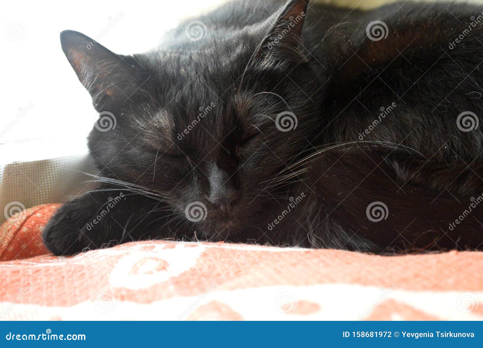 Portrait D Un Tres Beau Chat Noir Endormi Par La Fenetre Photo Stock Image Du Noir Domestique Portrait D Un Tres Beau Chat Noir Endormi Par La Fenetre Photo Stock Image Du Noir Domestique