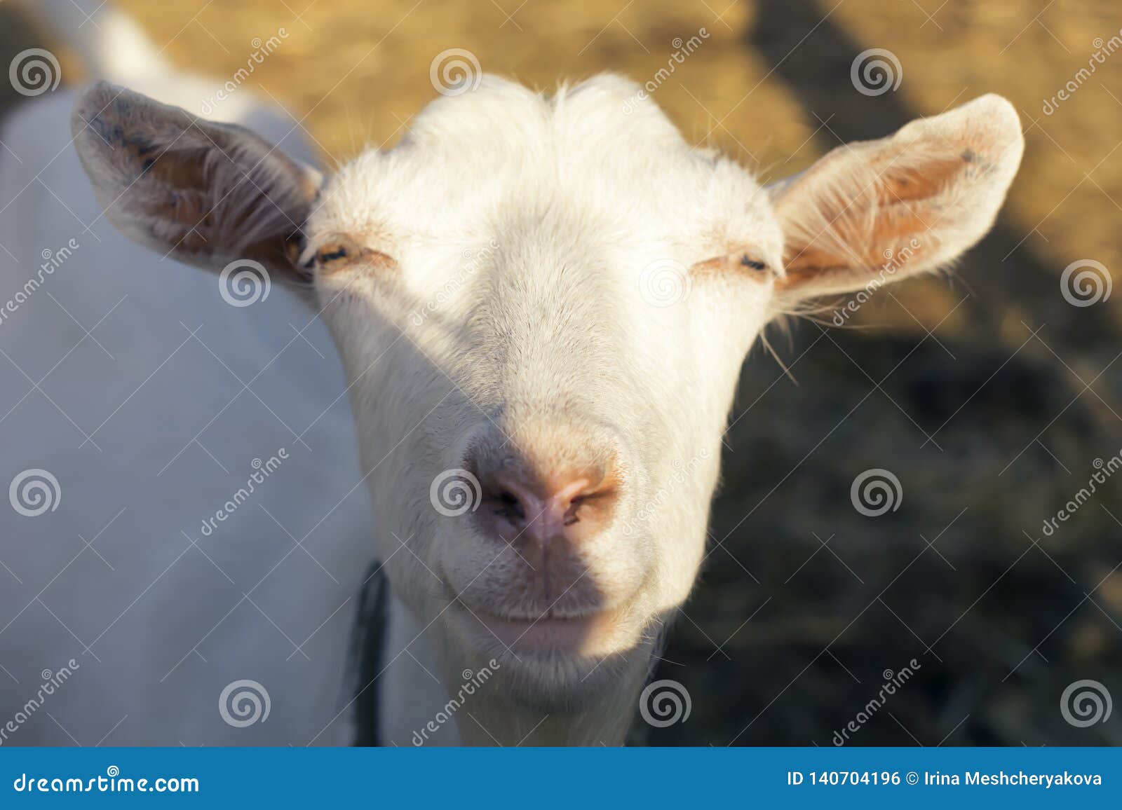 Portrait D Une Chevre Drole Regardant A Une Camera Au Dessus De La Terre Brune Bleue Photo Stock Image Du Chevre Drole Portrait D Une Chevre Drole Regardant A Une Camera Au Dessus De La Terre Brune Bleue Photo Stock Image Du Chevre Drole