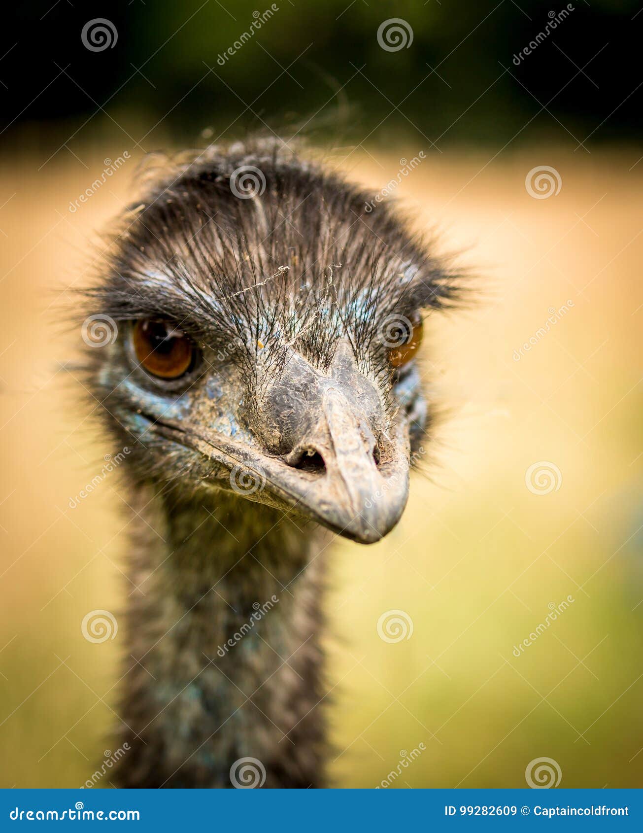 Portrait d'émeu. Portrait d'un oiseau d'émeu dans le profil