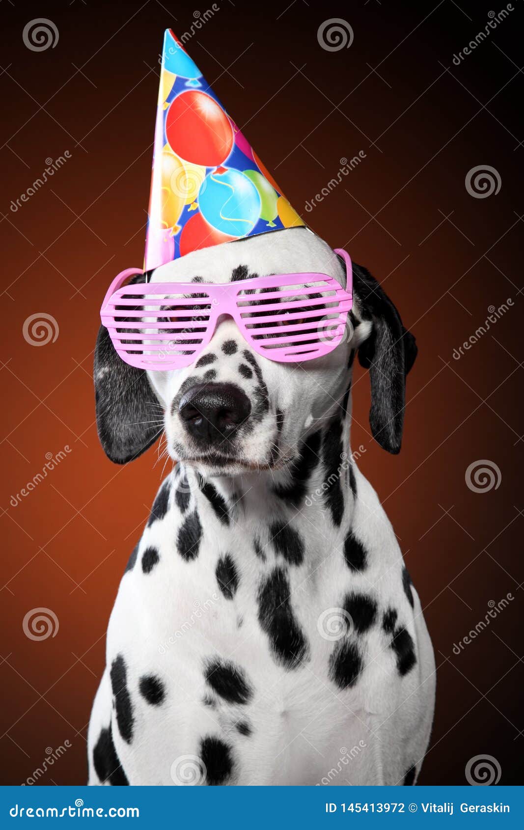 Portrait Of Dalmatian Dog In Party Cone Stock Photo ...