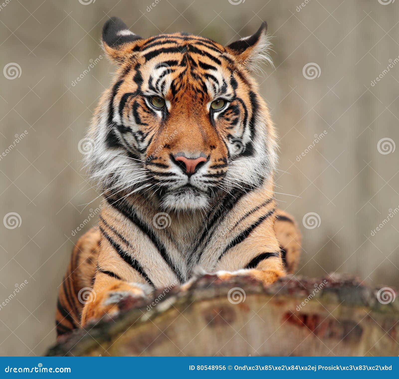 portrait of dangerous animal. sumatran tiger, panthera tigris sumatrae, rare tiger subspecies that inhabits the indonesian island