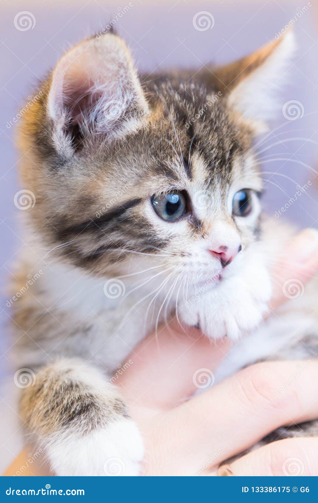 Portrait De Chat De Minou Dans Des Mains Image Stock Image Du Fille Mignon