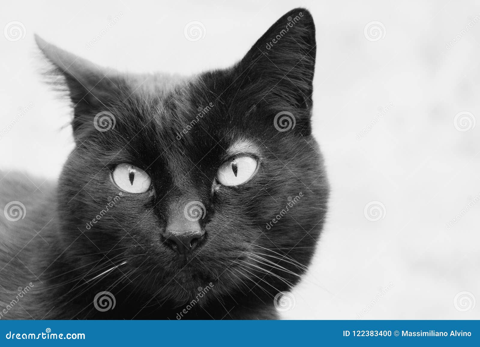 Portrait De Chat Noir En Noir Et Blanc Photo Stock Image
