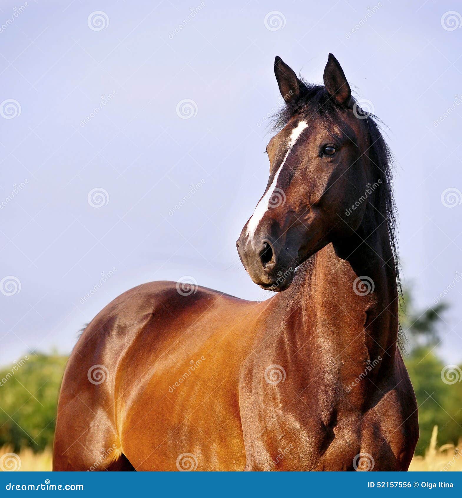 Tête D'un Cheval De Baie Dans Le Profil Photo stock - Image du dressage,  fermer: 129301518