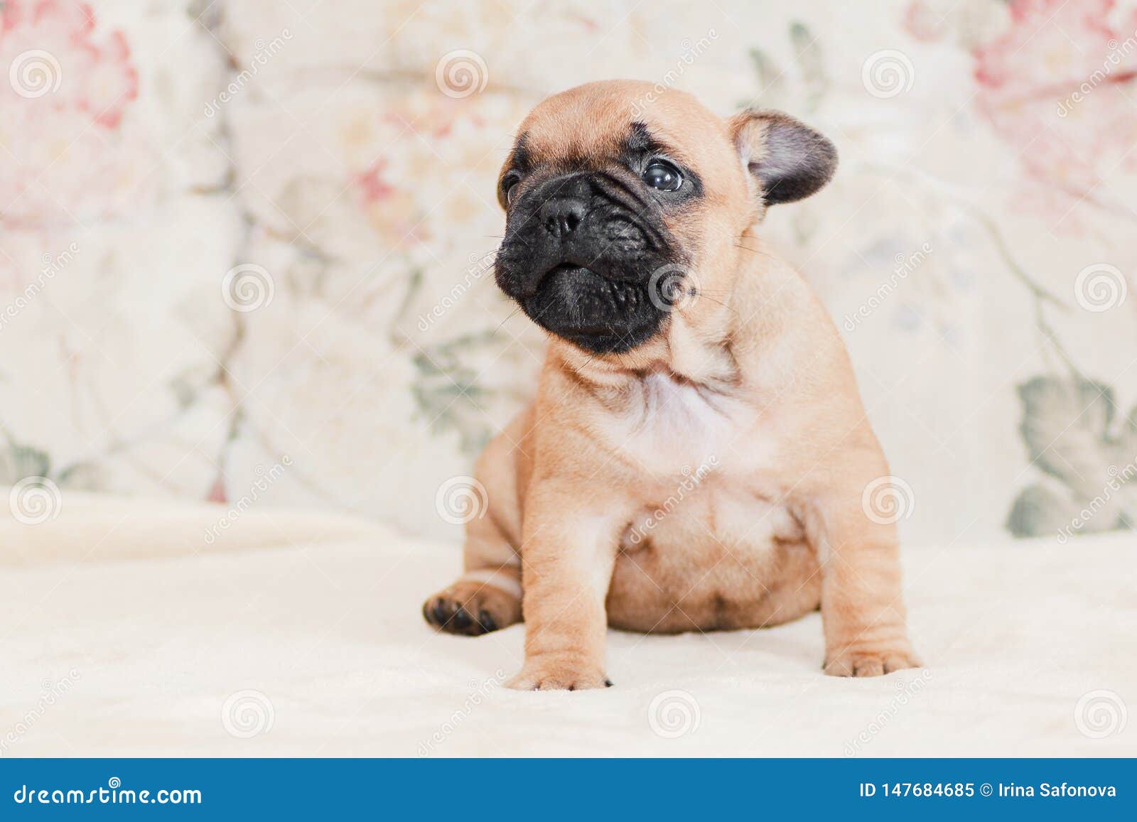 Portrait De Chiot De Bouledogue Francais Au Dessus De Fond Clair Creme Pale Image Stock Image Du Animal Beau Portrait De Chiot De Bouledogue Francais Au Dessus De Fond Clair Creme Pale Image Stock Image Du Animal Beau