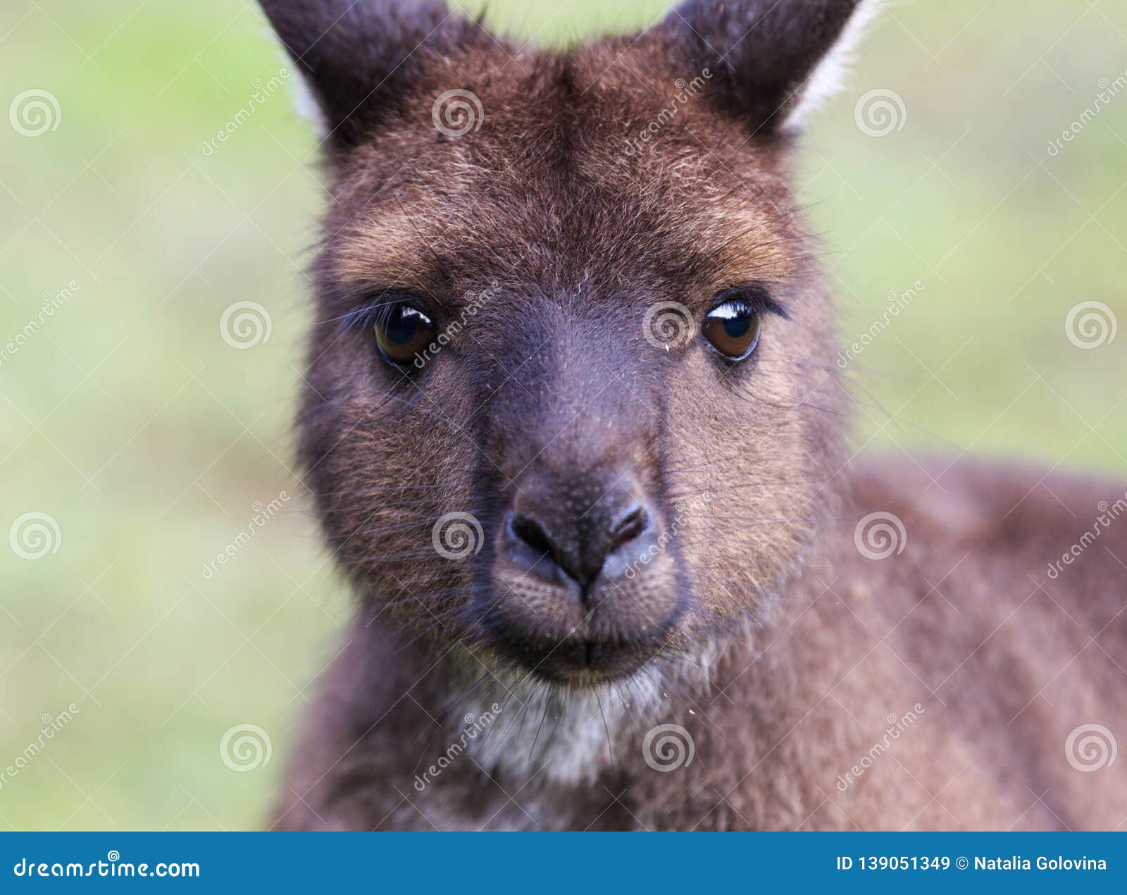 Portrait De Jeune Kangourou Australien Mignon Avec De Grands