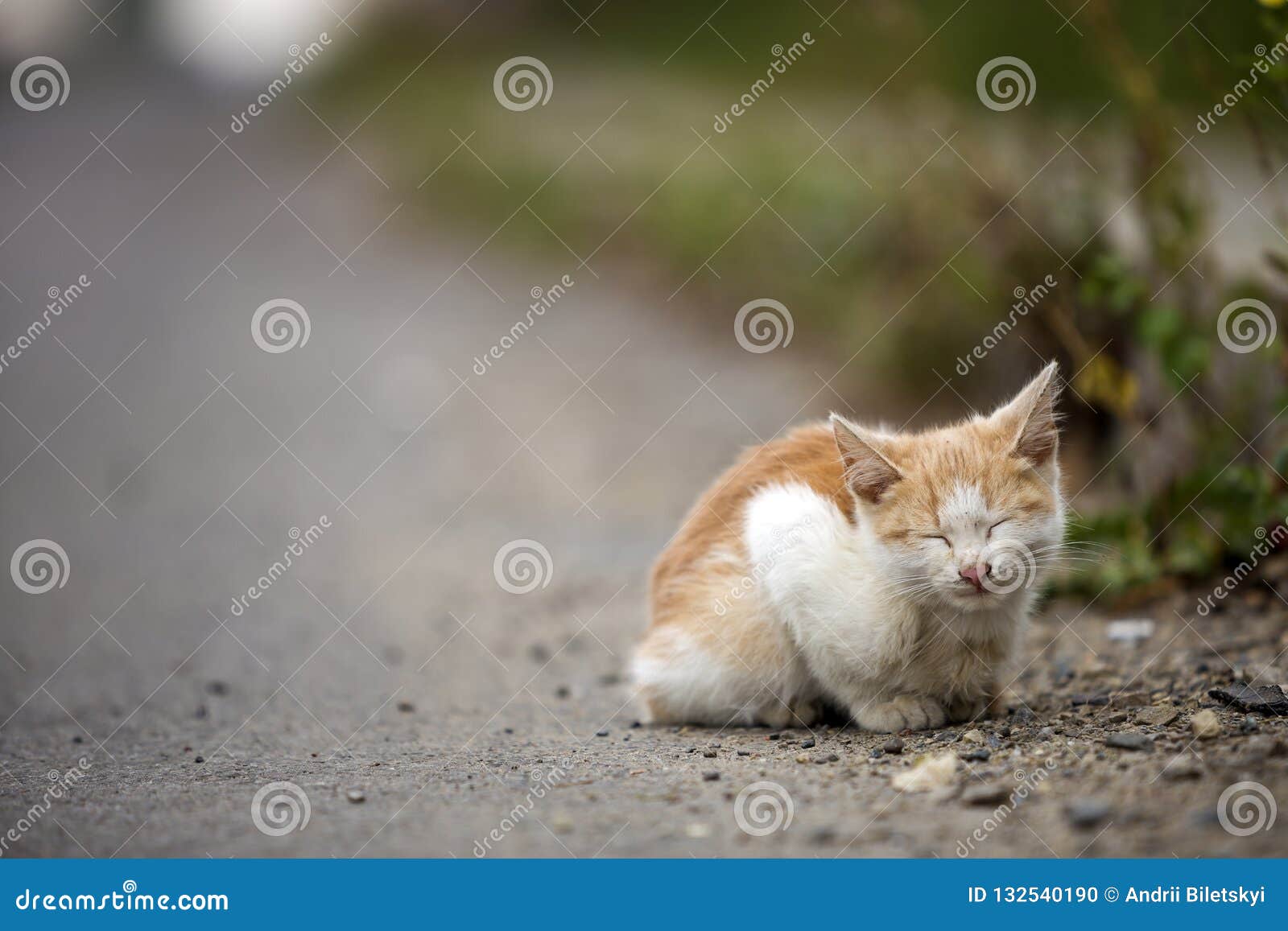 Portrait De Petits Jeunes Wi Blancs De Chaton De Chat De