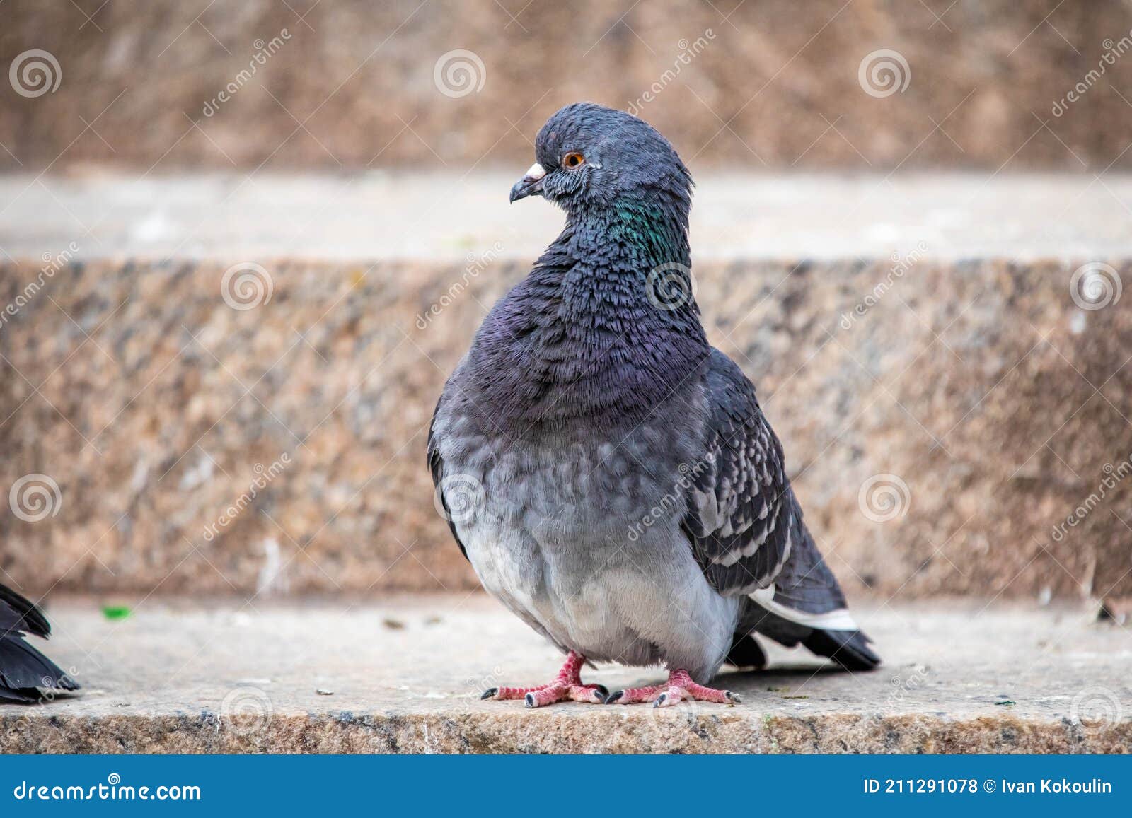 19cm Gris Pigeon Peluche Jouet Réaliste Rock Dove Pigeons Oiseau Peluche  Animal Jouets Cadeaux d'anniversaire Pour Enfants
