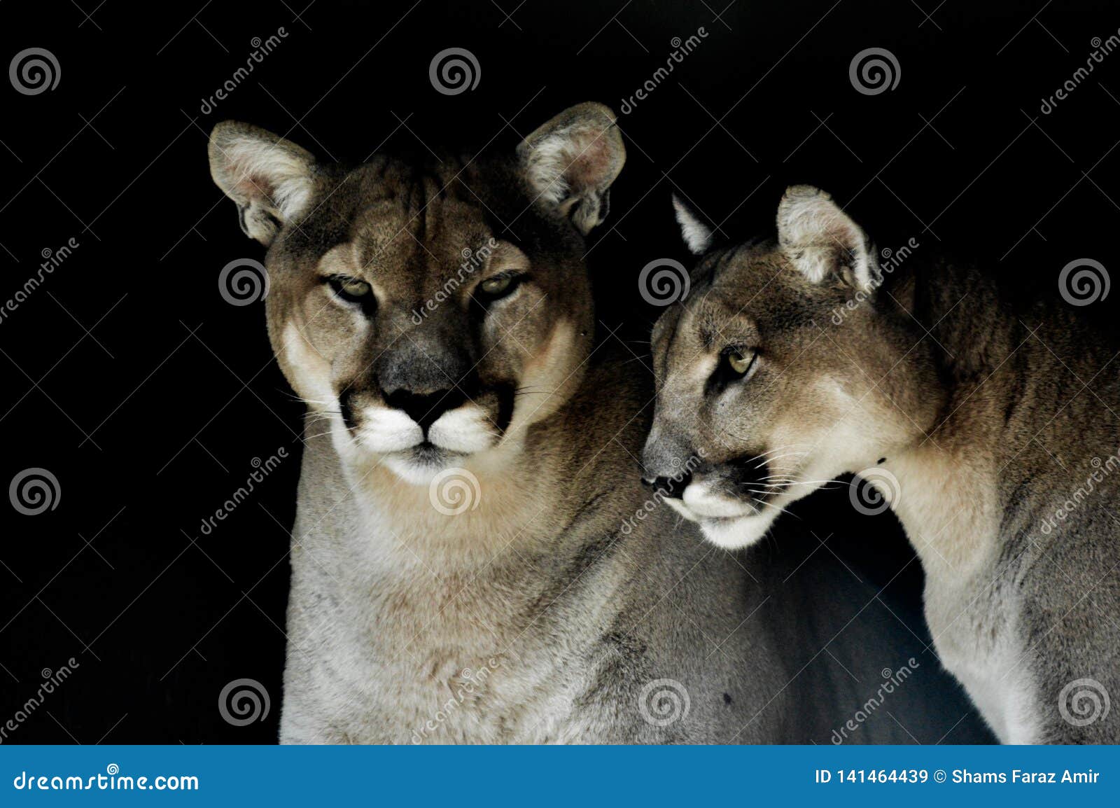 puma afrique