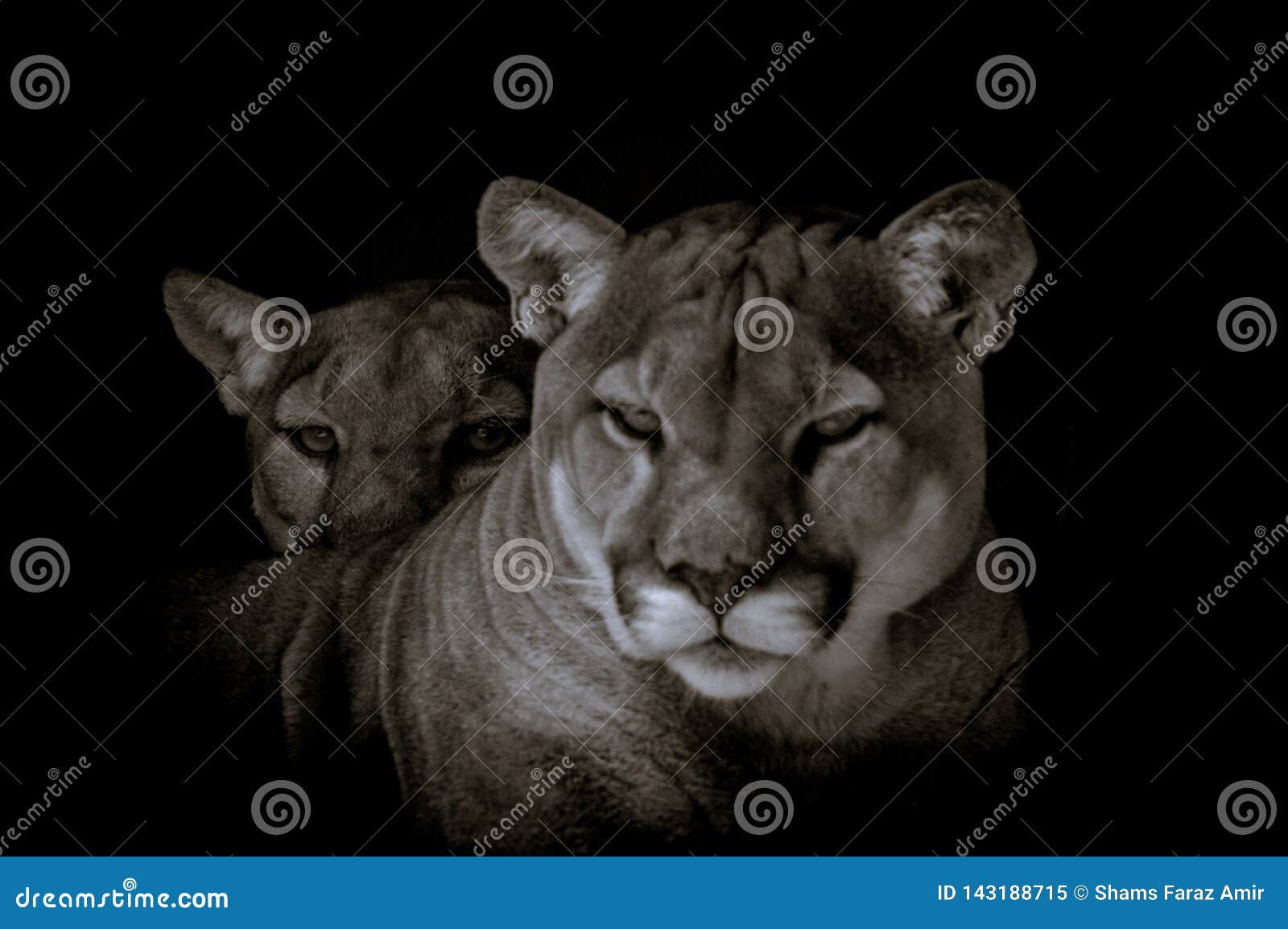 puma afrique du sud