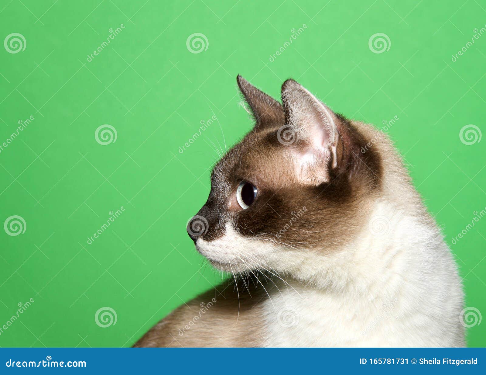 Portrait De Profil D Un Chat Siamois A Point De Phoque En Vert Image Stock Image Du Vert Poilu Portrait De Profil D Un Chat Siamois A Point De Phoque En Vert Image Stock Image Du Vert Poilu