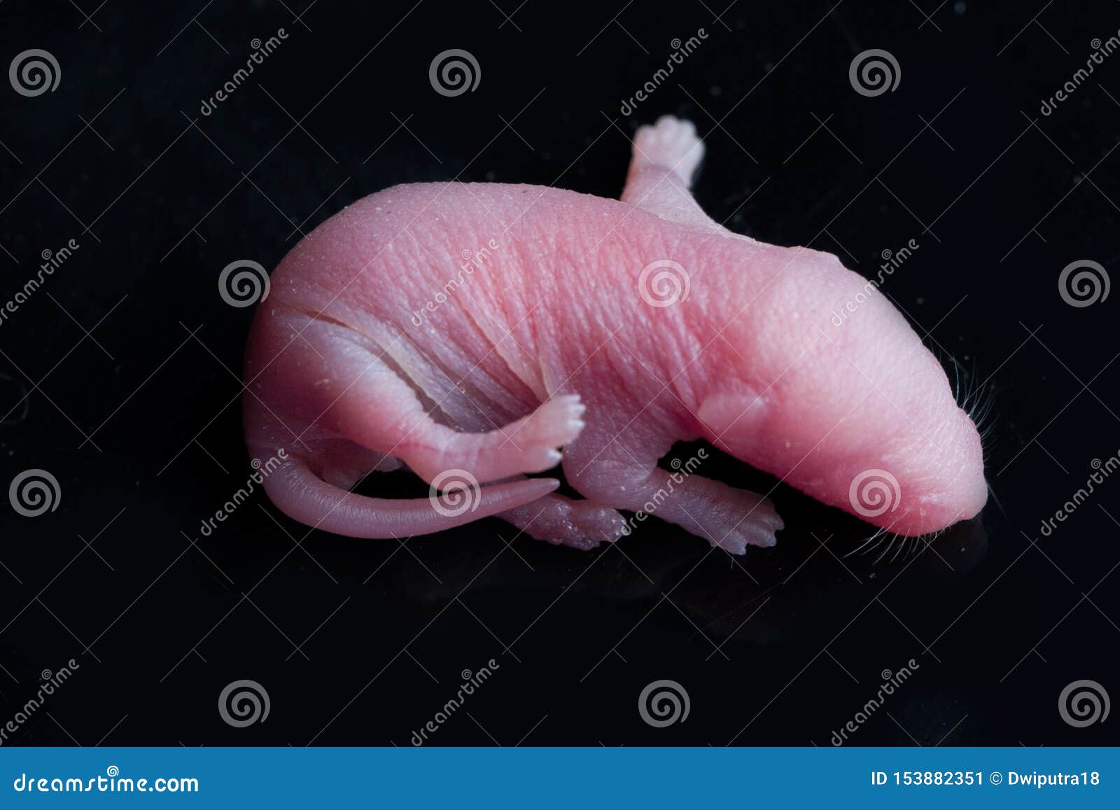 Portrait De Rat De Souris De Bebe Sur Un Noir Image Stock Image Du Nature Rose Portrait De Rat De Souris De Bebe Sur Un Noir Image Stock Image Du Nature Rose