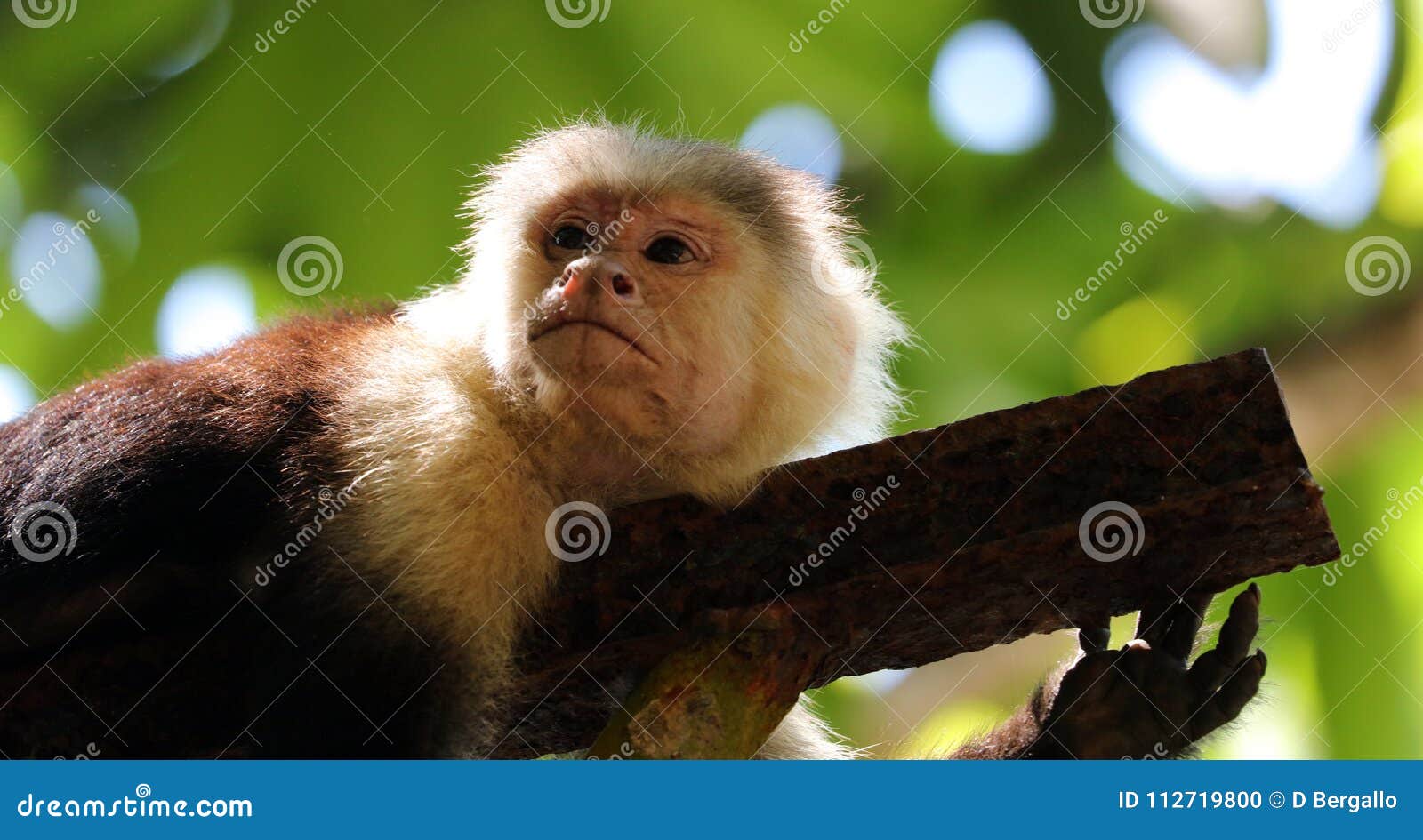 Portrait De Singe A Tete Blanche Mignon De Capucin Dans Accrocher De Haute Qualite Dans La Jungle Rican De Cote Pres De La Plage Photo Stock Image Du Grand Rican