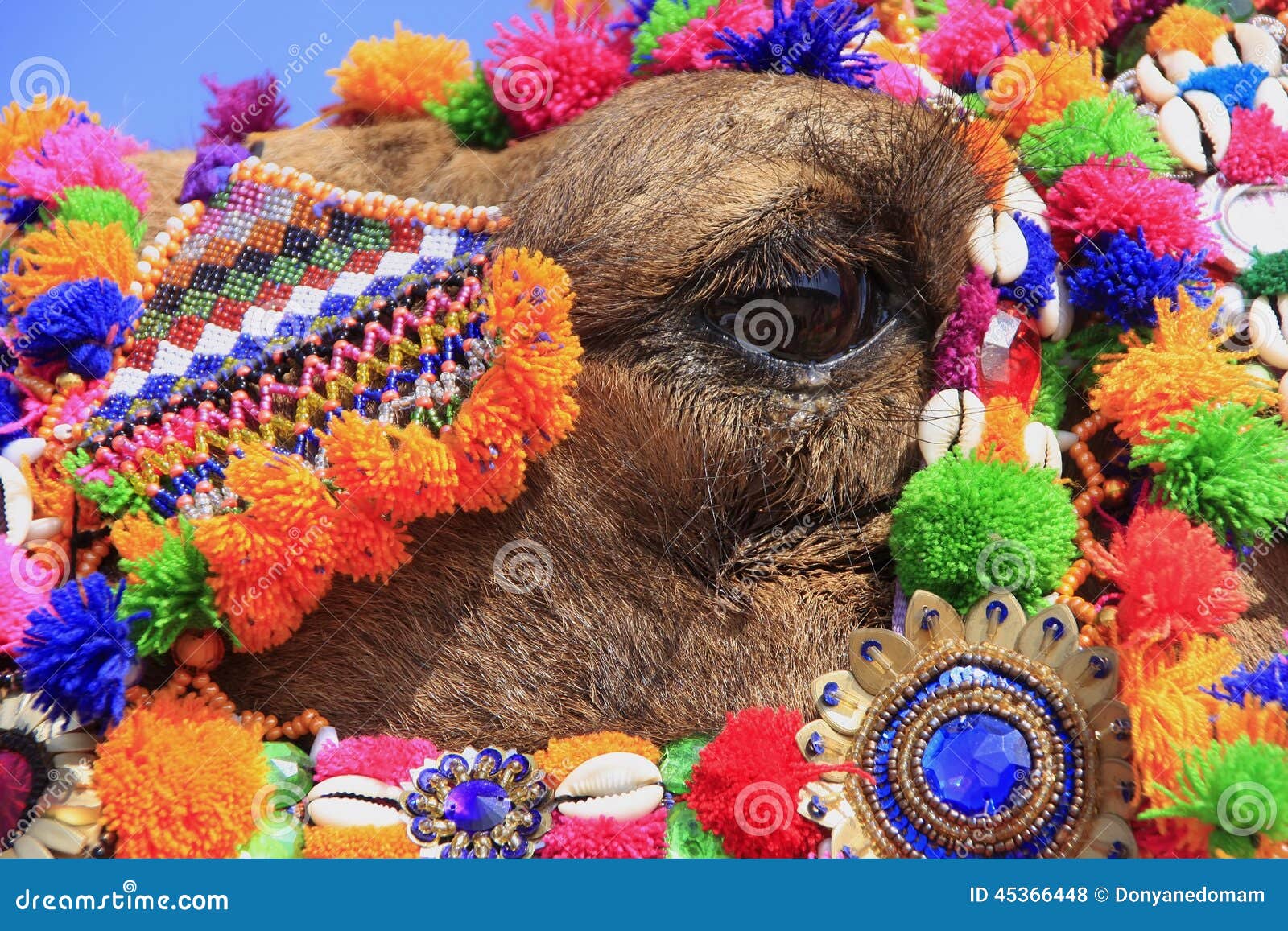 Portrait of decorated camel at Desert Festival, Jaisalmer, India. Detail of decorated camel eye at Desert Festival, Jaisalmer, India