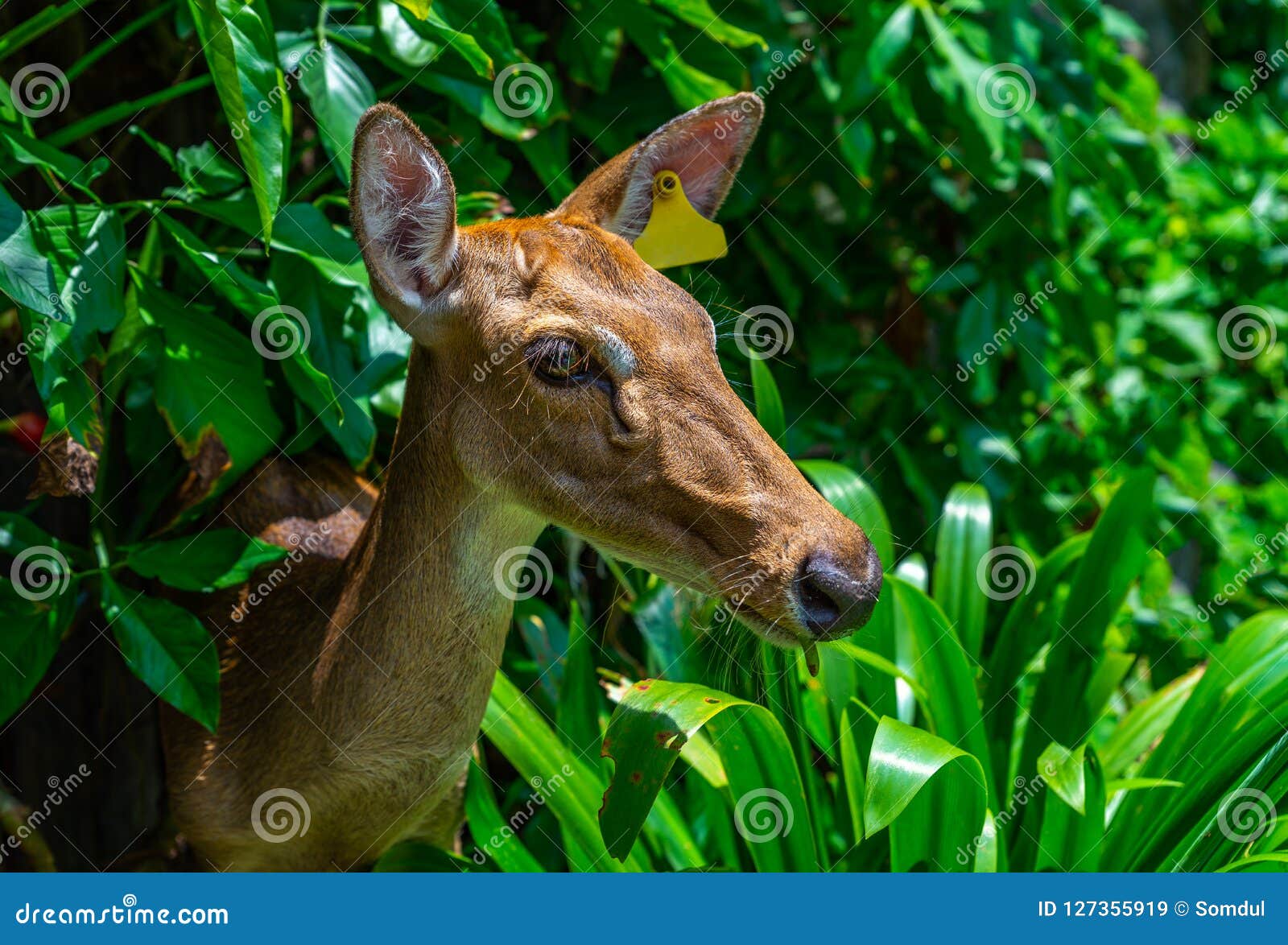 Portrait of a Deer with Tag on Ear. Stock Image Image of african