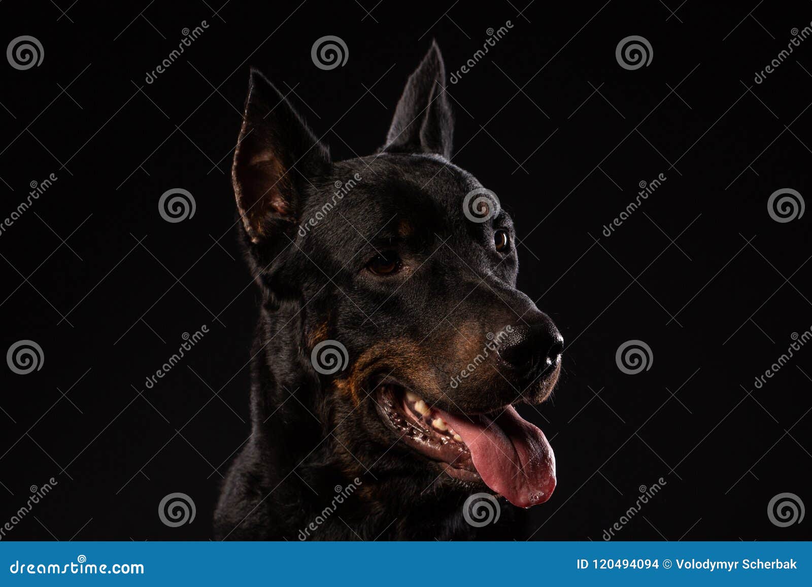portrait of doberman pinscher on black background
