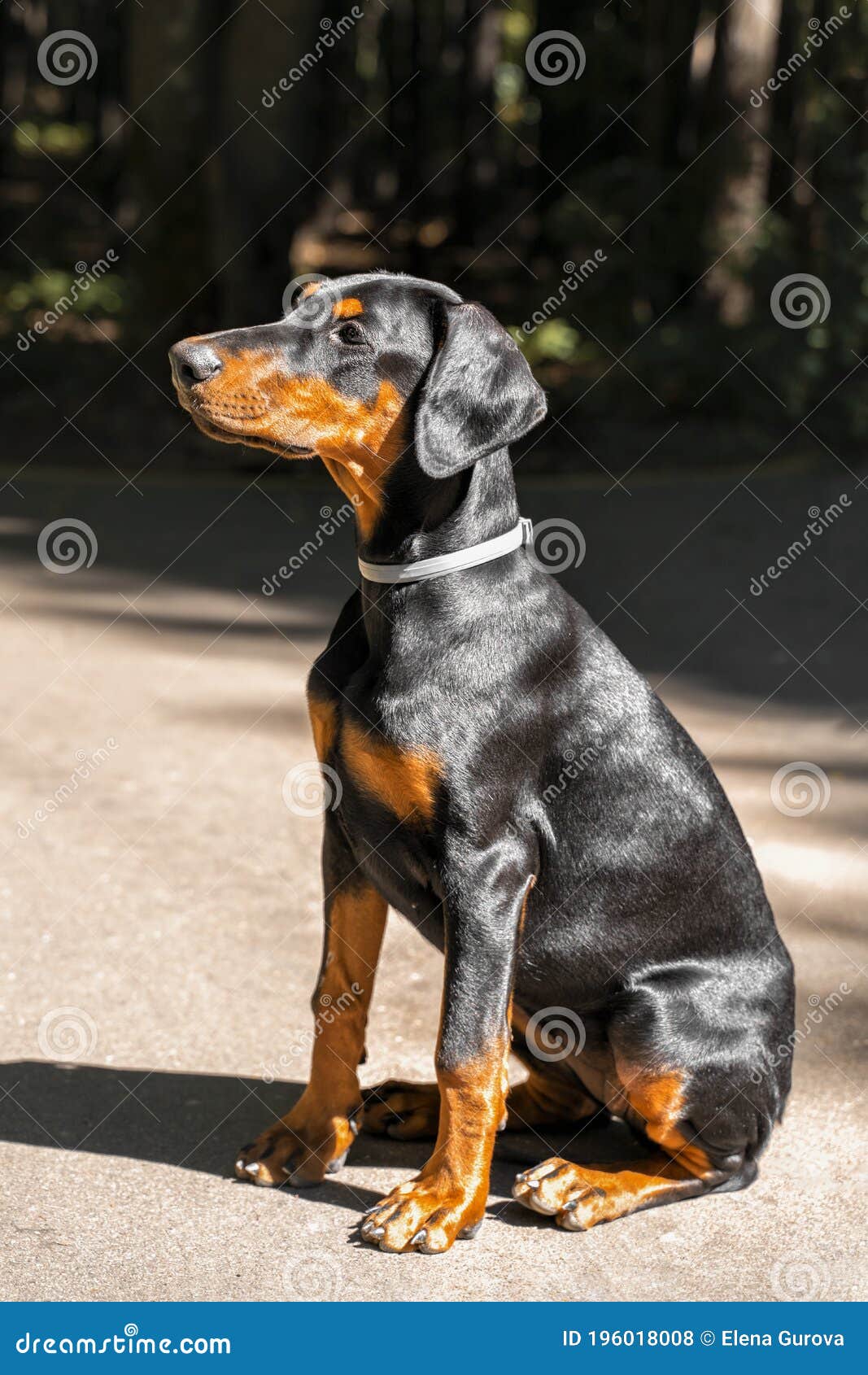 Doberman Puppy. 4 Month Old Doberman Stock Photo - Image Of Nature,  Adorable: 196018008
