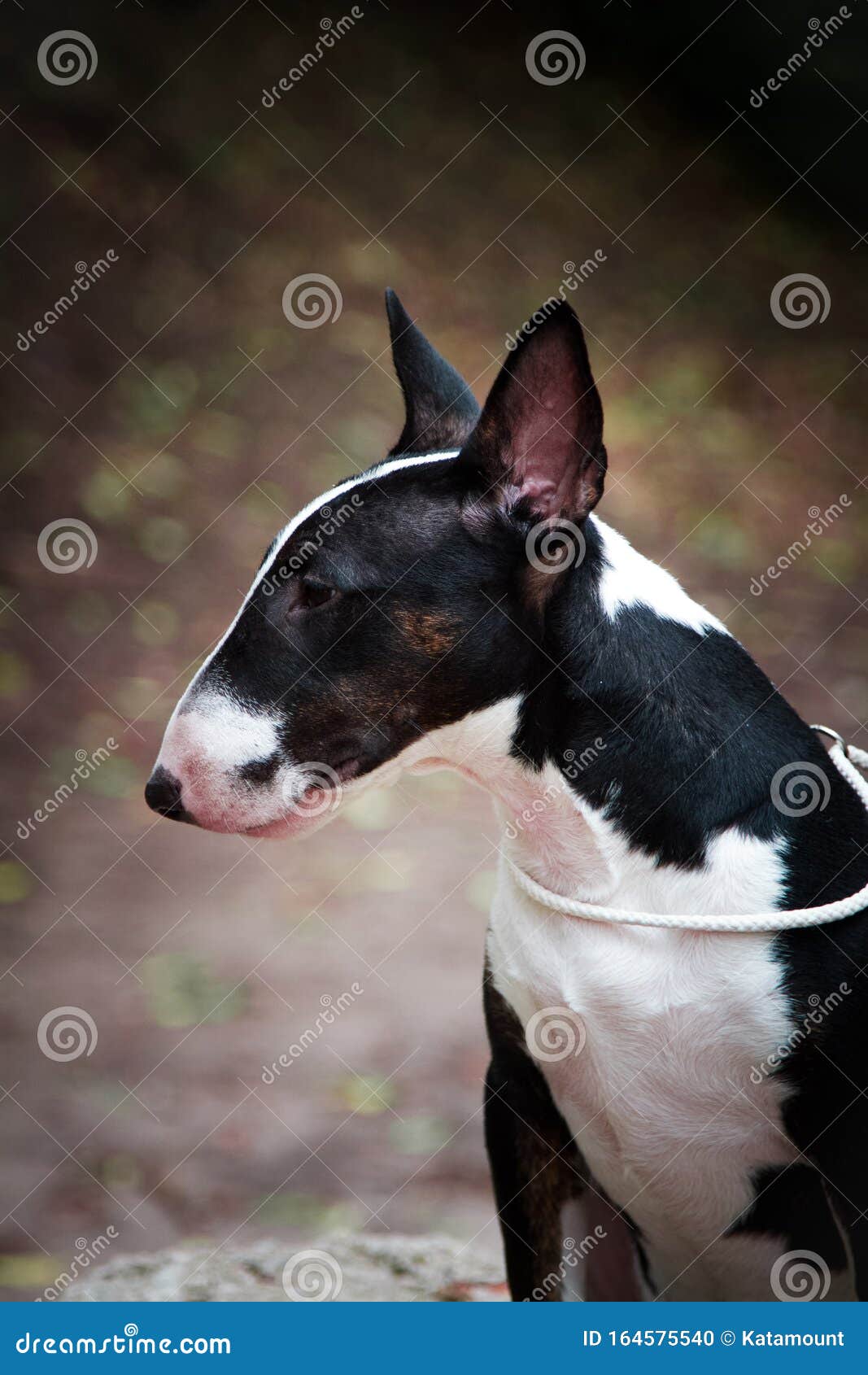 Portrait Of A Dog Breed Mini Bull Terrier Black Color