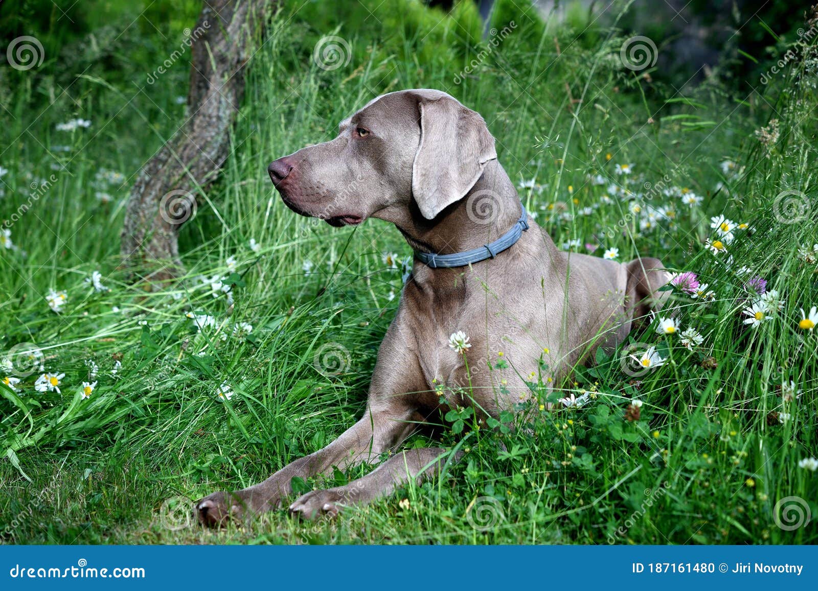 wirehaired weimaraner