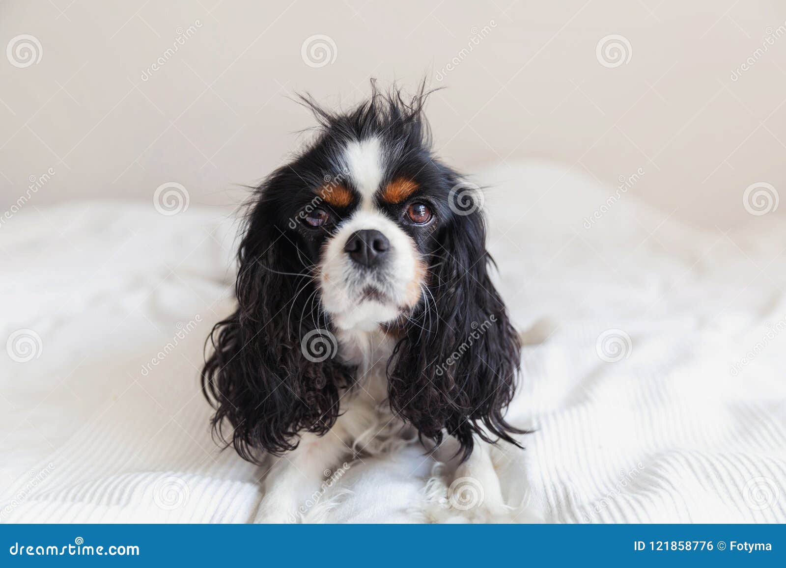 610 Messy Dog Hair Stock Photos - Free & Royalty-Free Stock Photos from  Dreamstime