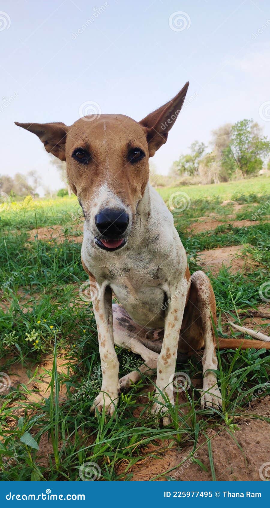 A Dog in the Field, Close Up Dog Face Stock Image Image of happy