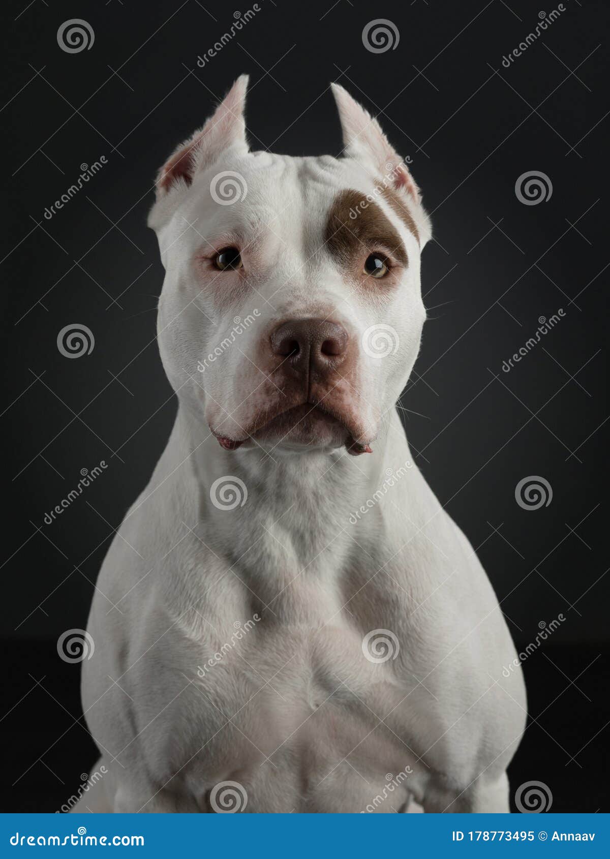 portrait of a dog on a dark background american pit bull terrier beautiful pet on black stock image image of staffordshire strong 178773495