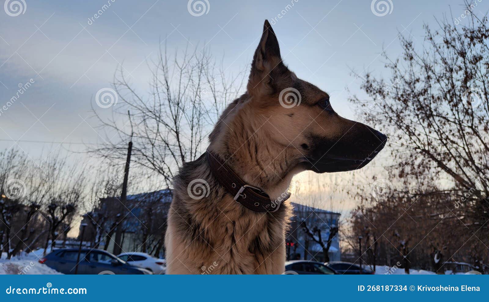 Portrait of a Dog German Shepherd or Eastern European Shepherd Veo in a