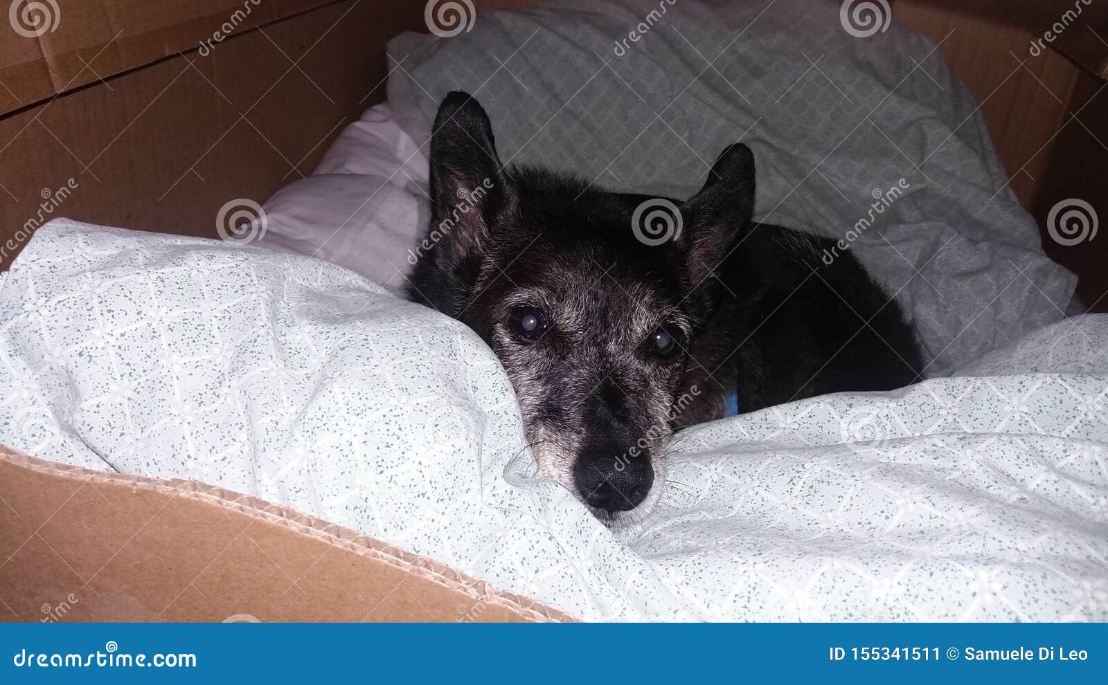 Portrait of a Dog Resting Her Head on a Pillow. Stock Image Image of