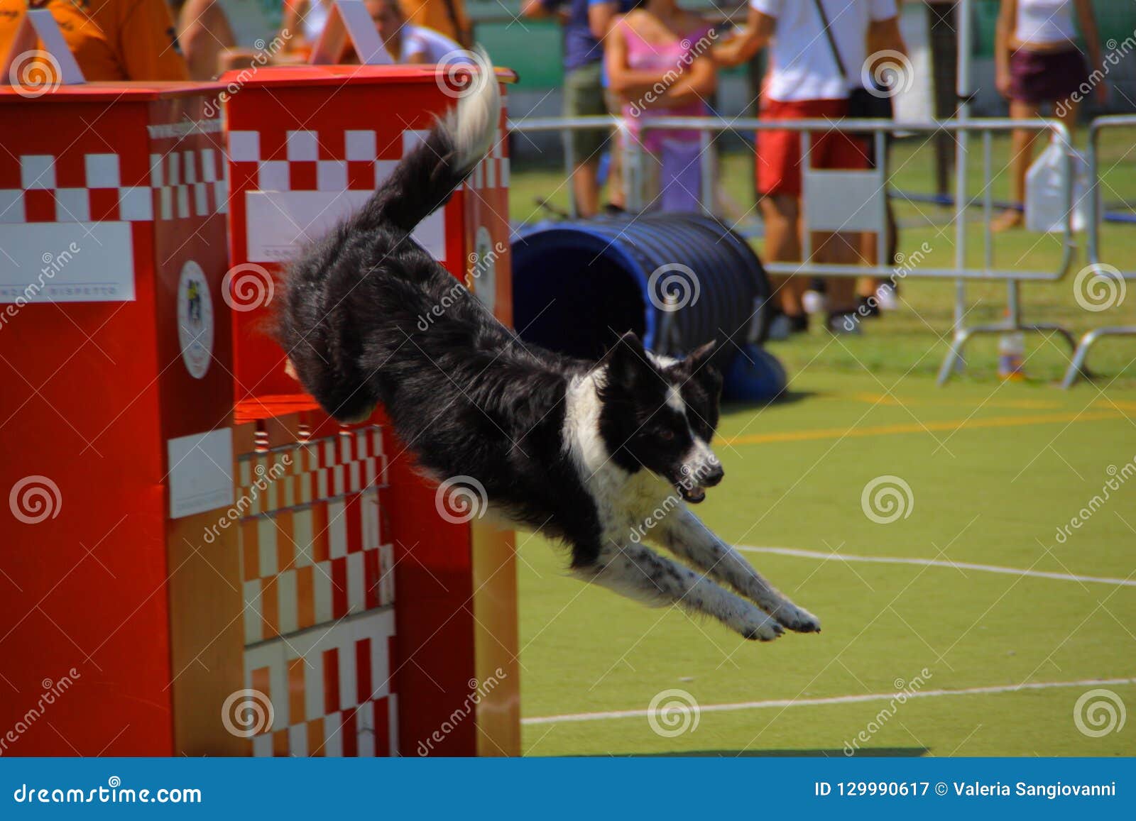 Portrait of the Dog Jumping the Obstacle Editorial Photography Image
