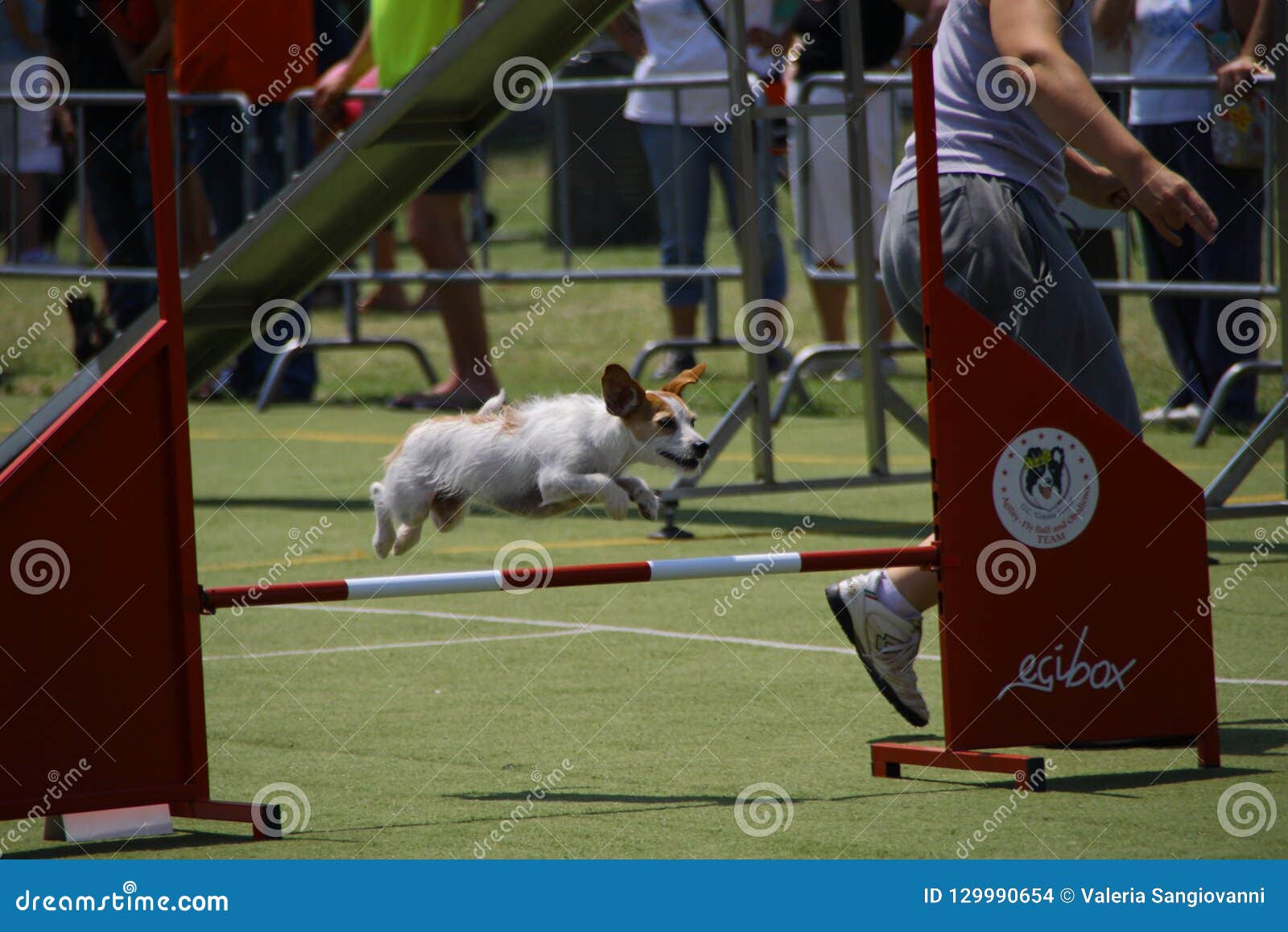 Portrait of the Dog Jumping the Obstacle Editorial Stock Image Image