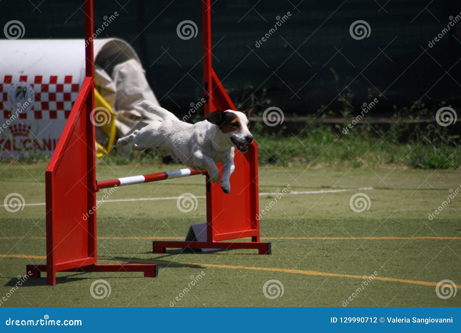 Portrait of the Dog Jumping the Obstacle Editorial Photography Image