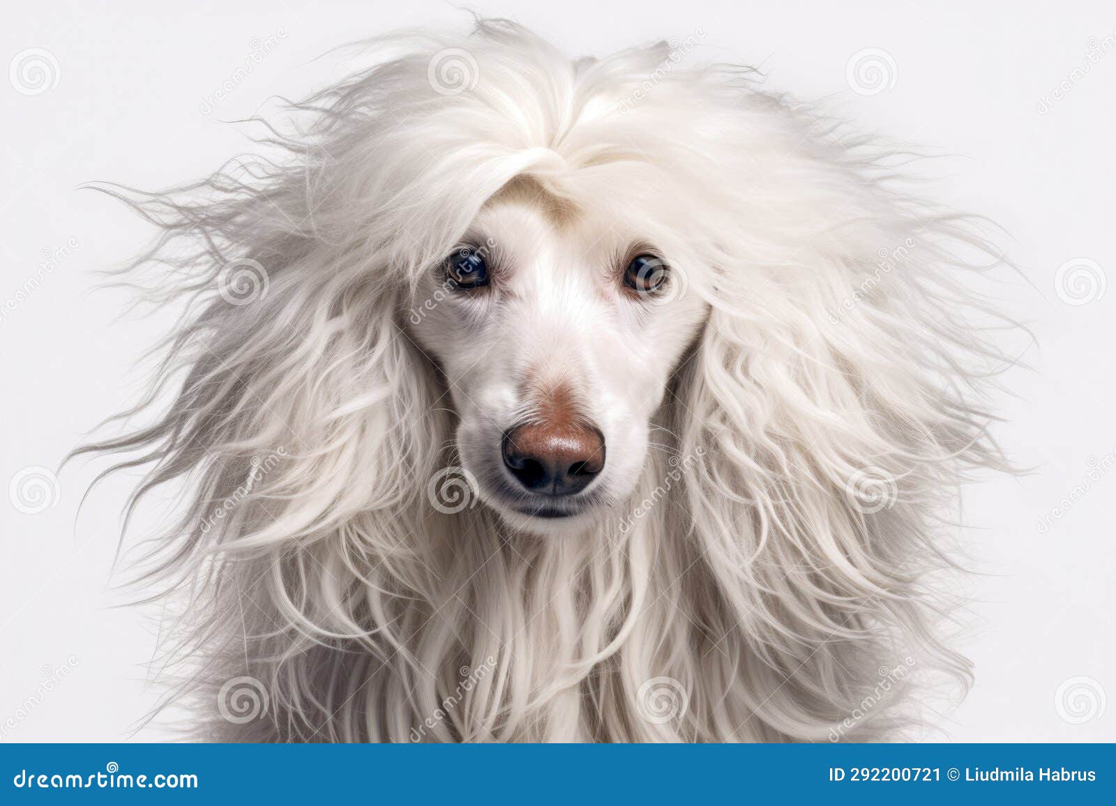 Portrait of a Dog with Long White Hair Stock Image Image of outdoors