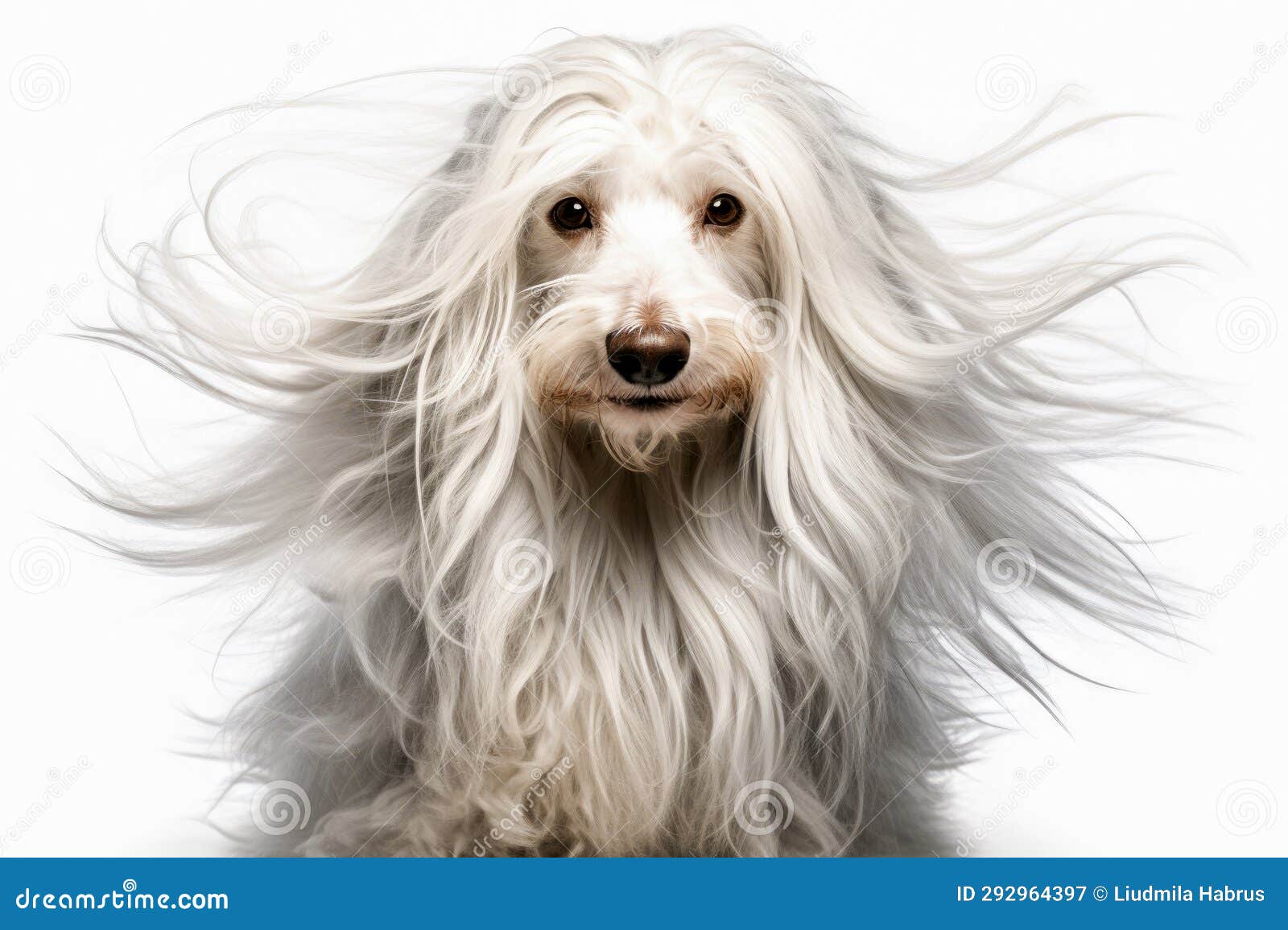Portrait of a Dog with Long White Hair Stock Image Image of mammal