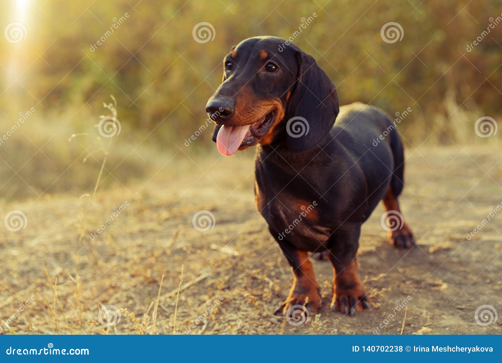 88+ Dachshund Hound Puppies