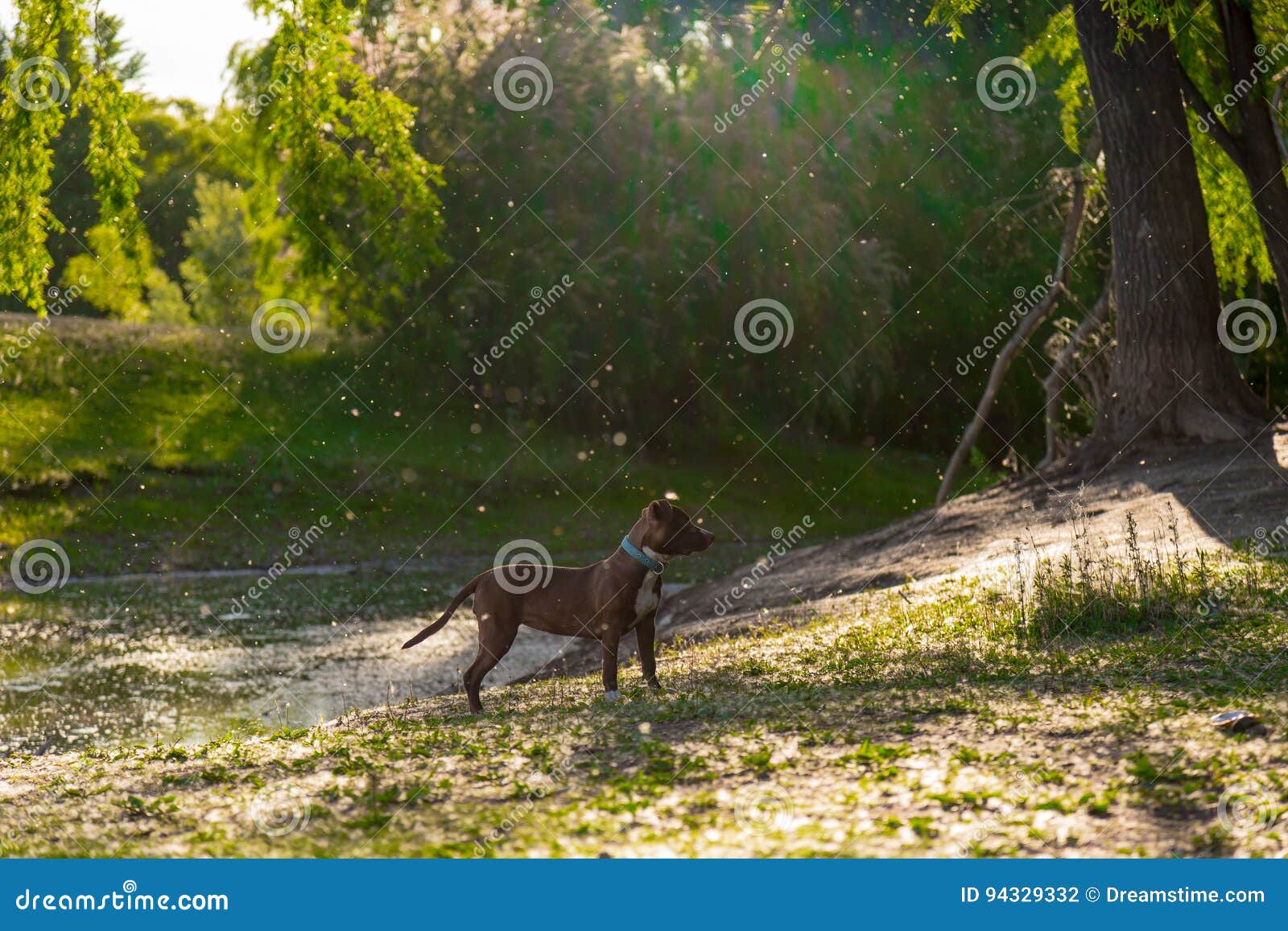 portrait of a dog in a river