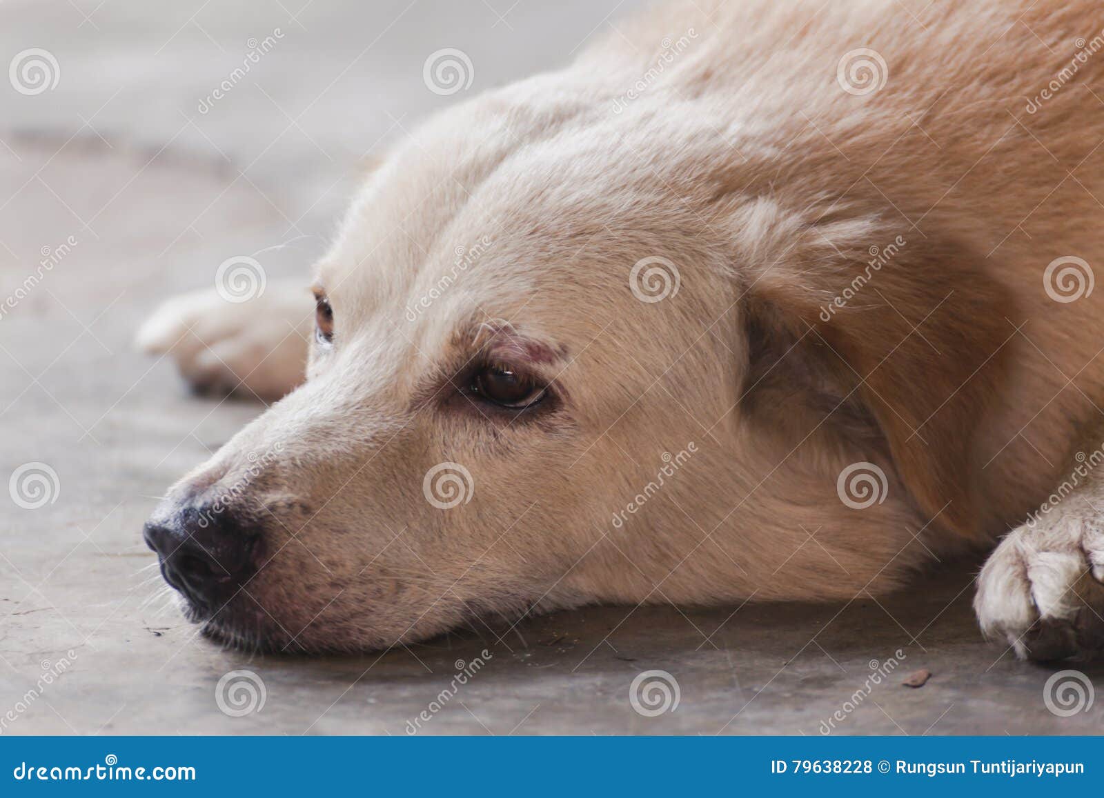 Portrait dog. stock photo. Image of friend, pooch, hair 79638228