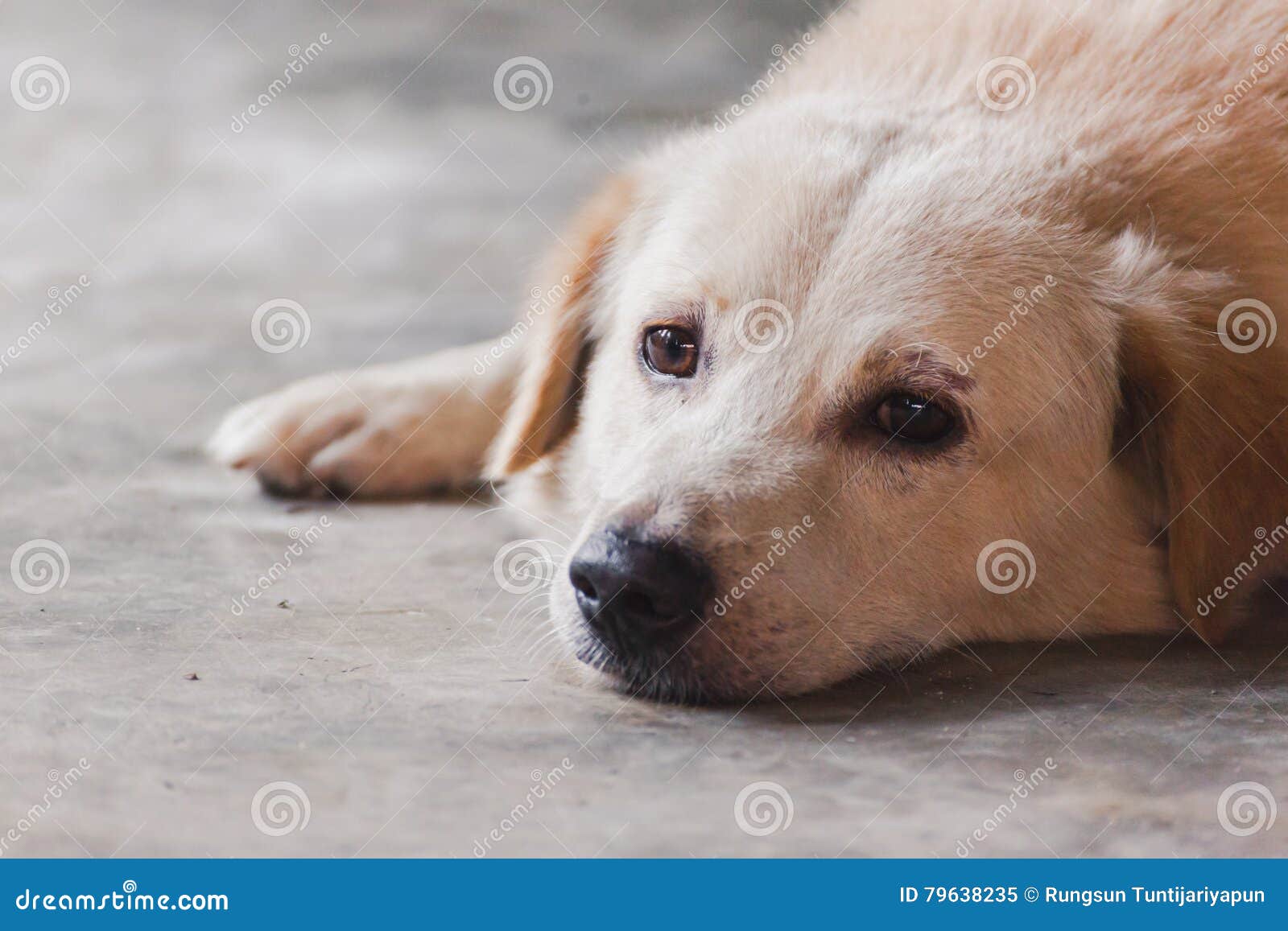 Portrait dog. stock image. Image of haired, chew, outdoor 79638235
